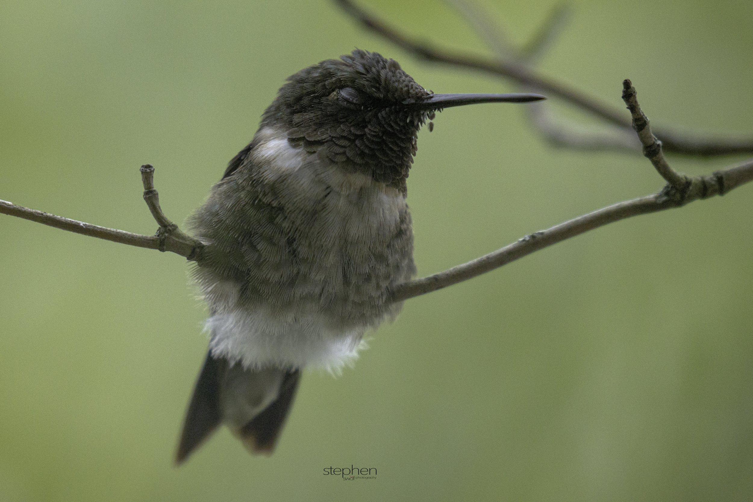 September Hummingbird.jpg