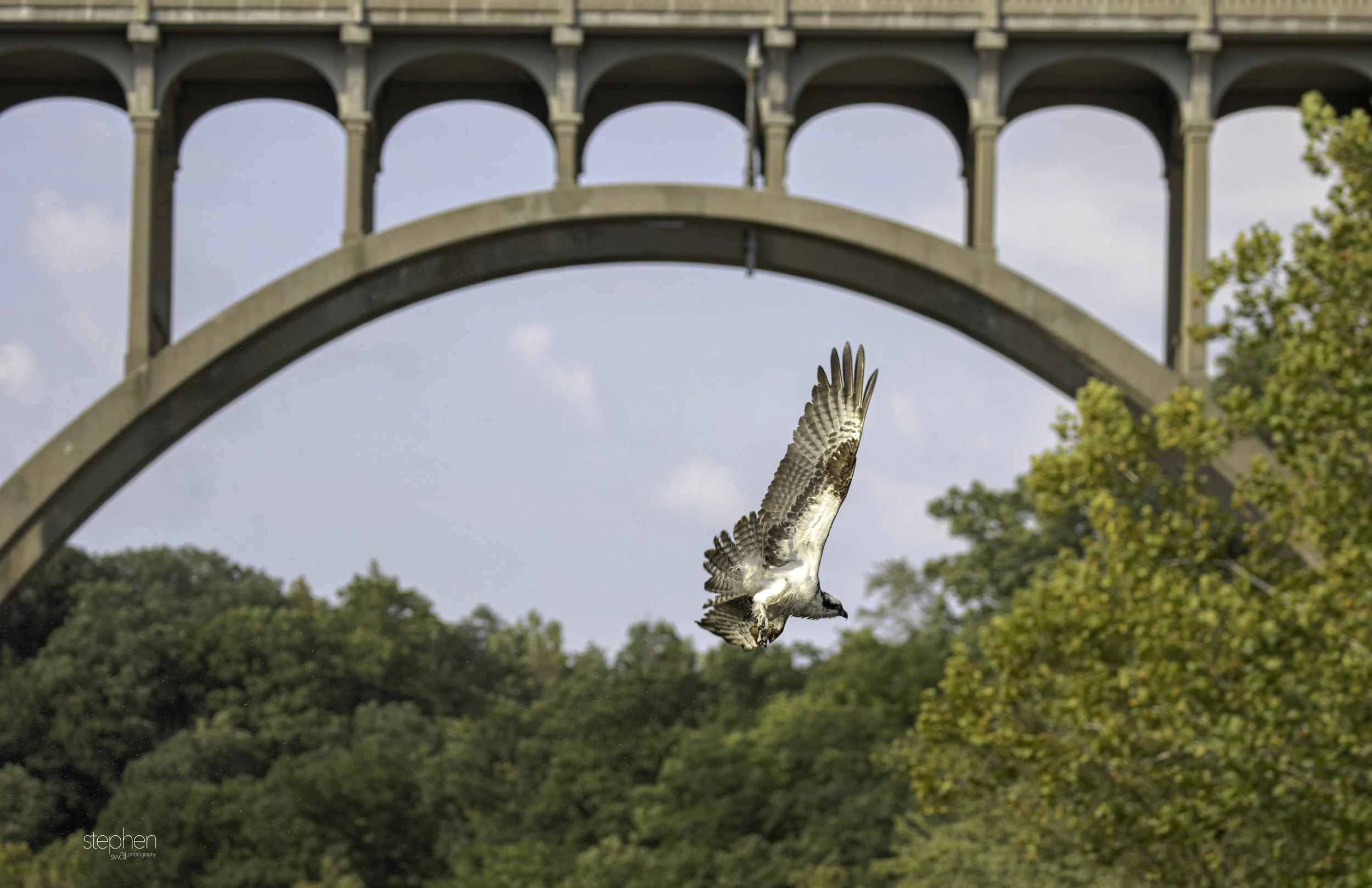 Osprey and Bridge2 - CVNP.jpg