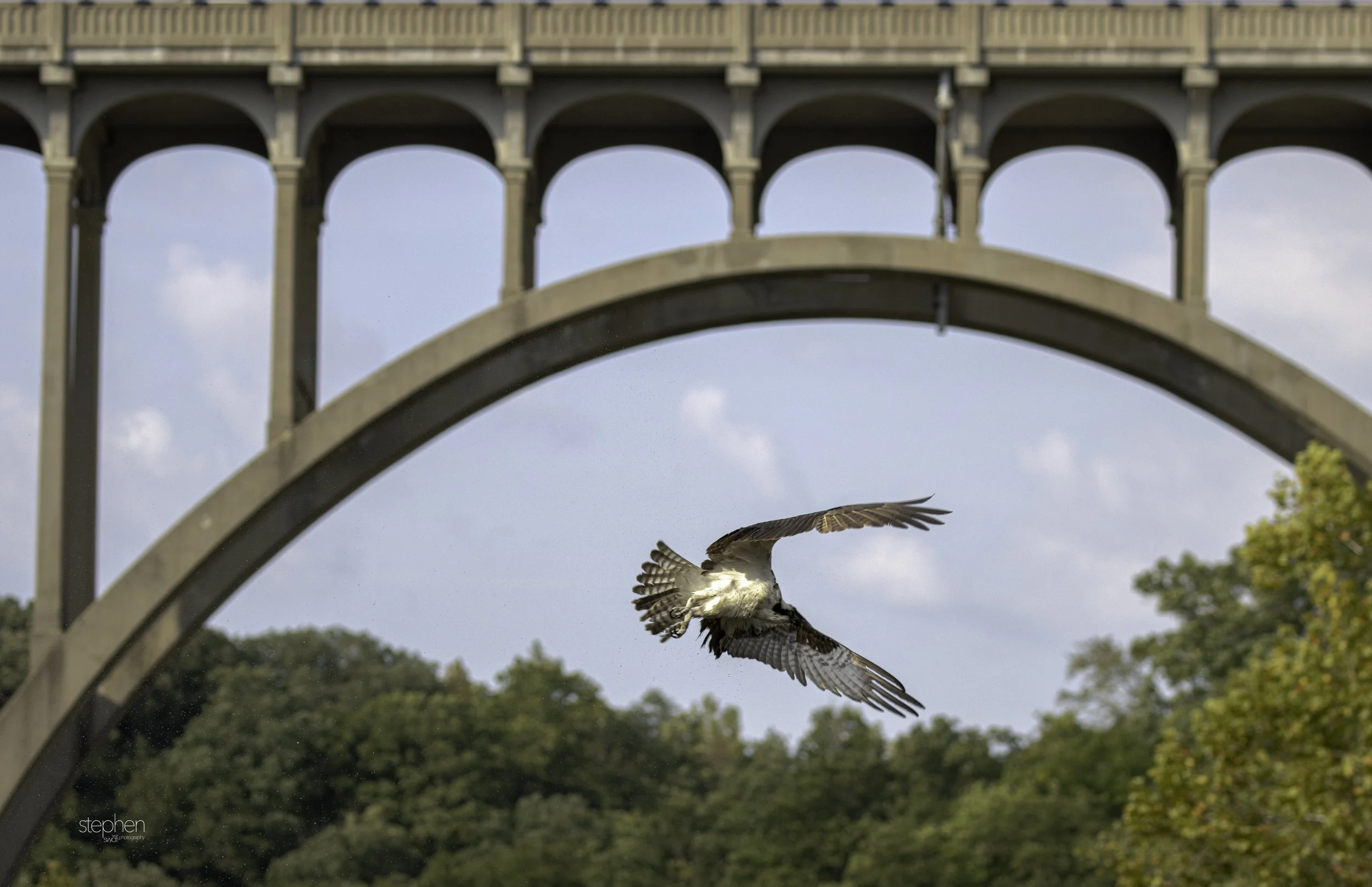 Osprey and Bridge3 - CVNP.jpg