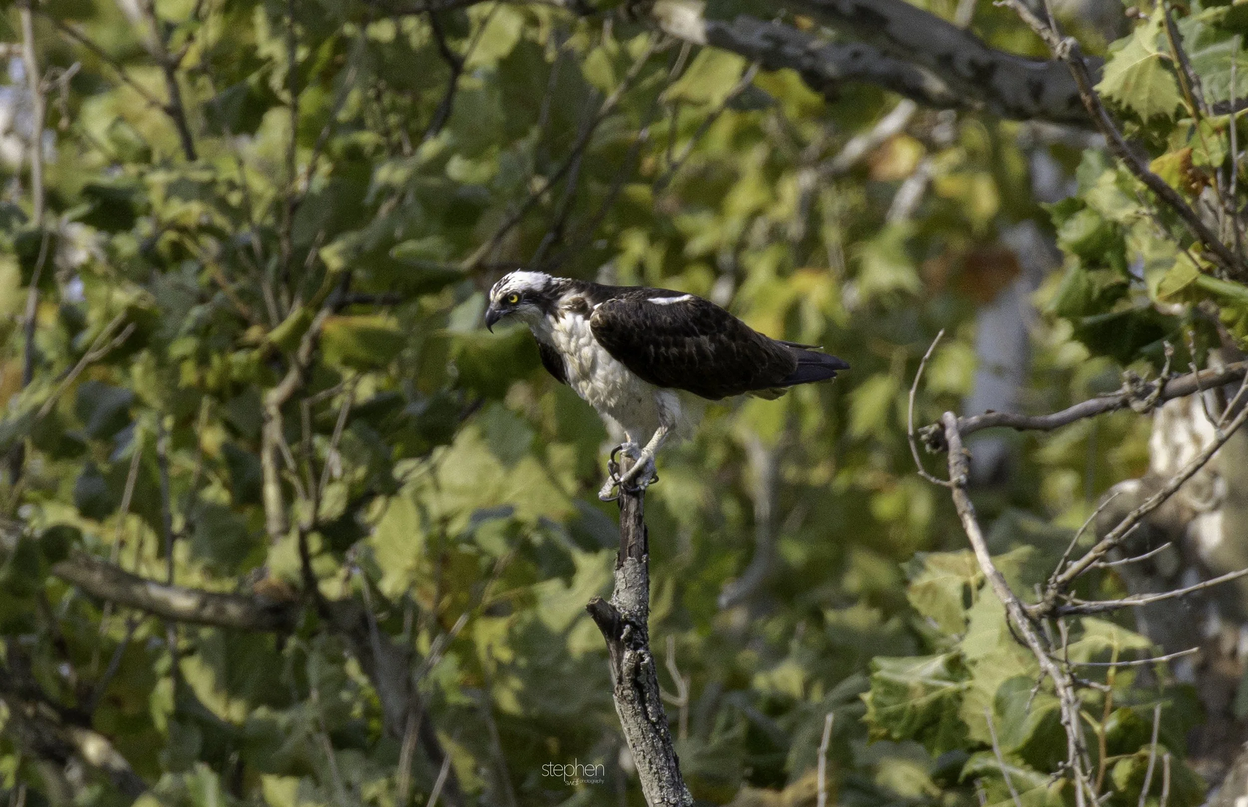 Osprey13 - CVNP.jpg