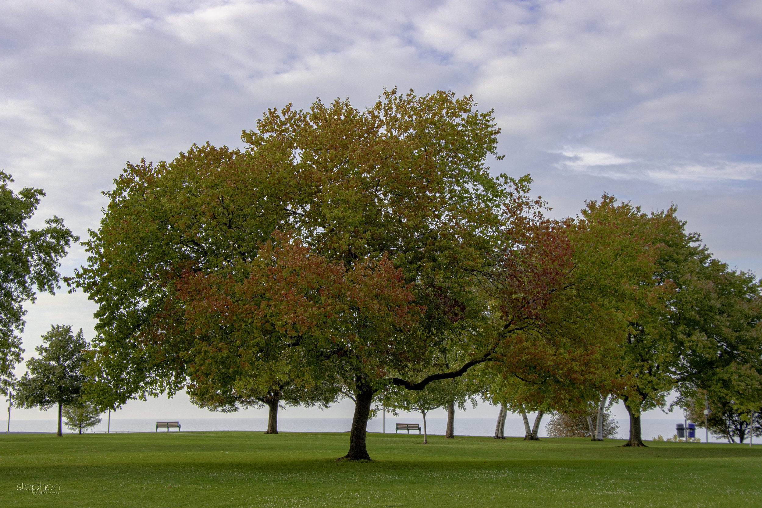 Lakewood Park October Tree2.jpg
