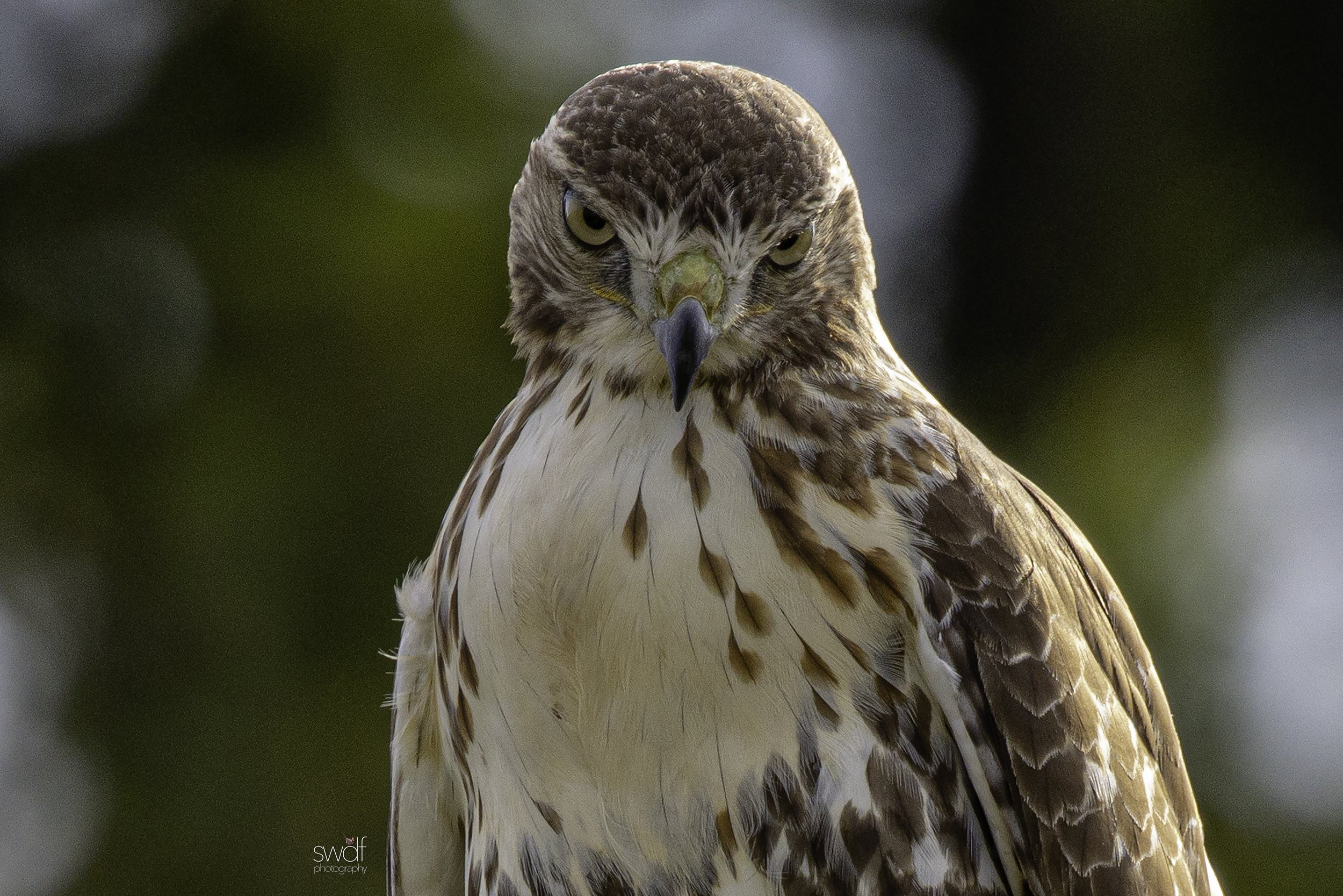 Red-tailed Hawk Portrait.jpg