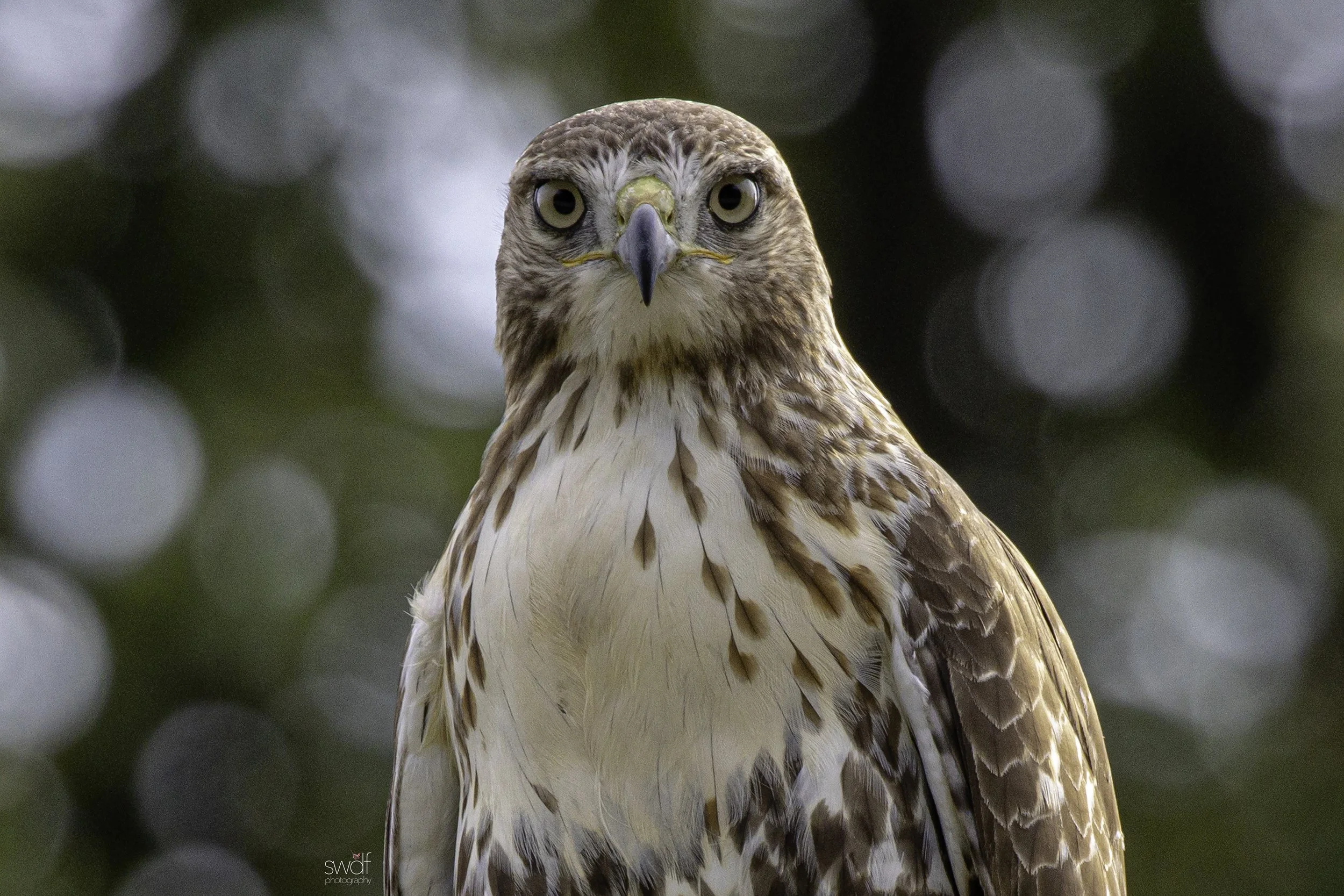 Red-tailed Hawk Portrait4.jpg