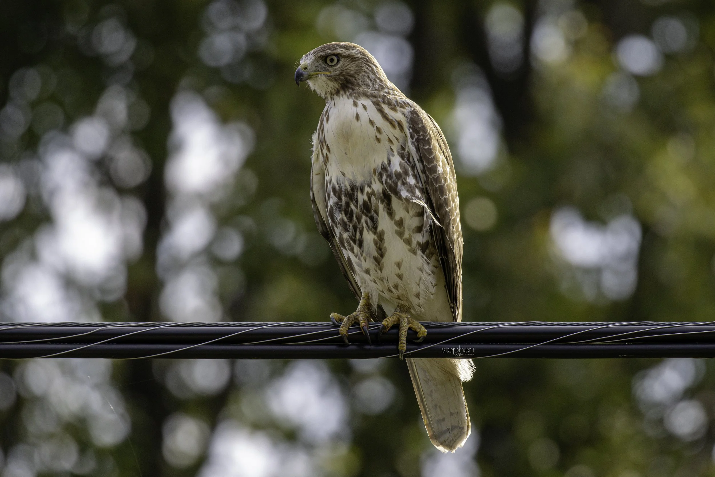 Red-tailed Hawk.jpg