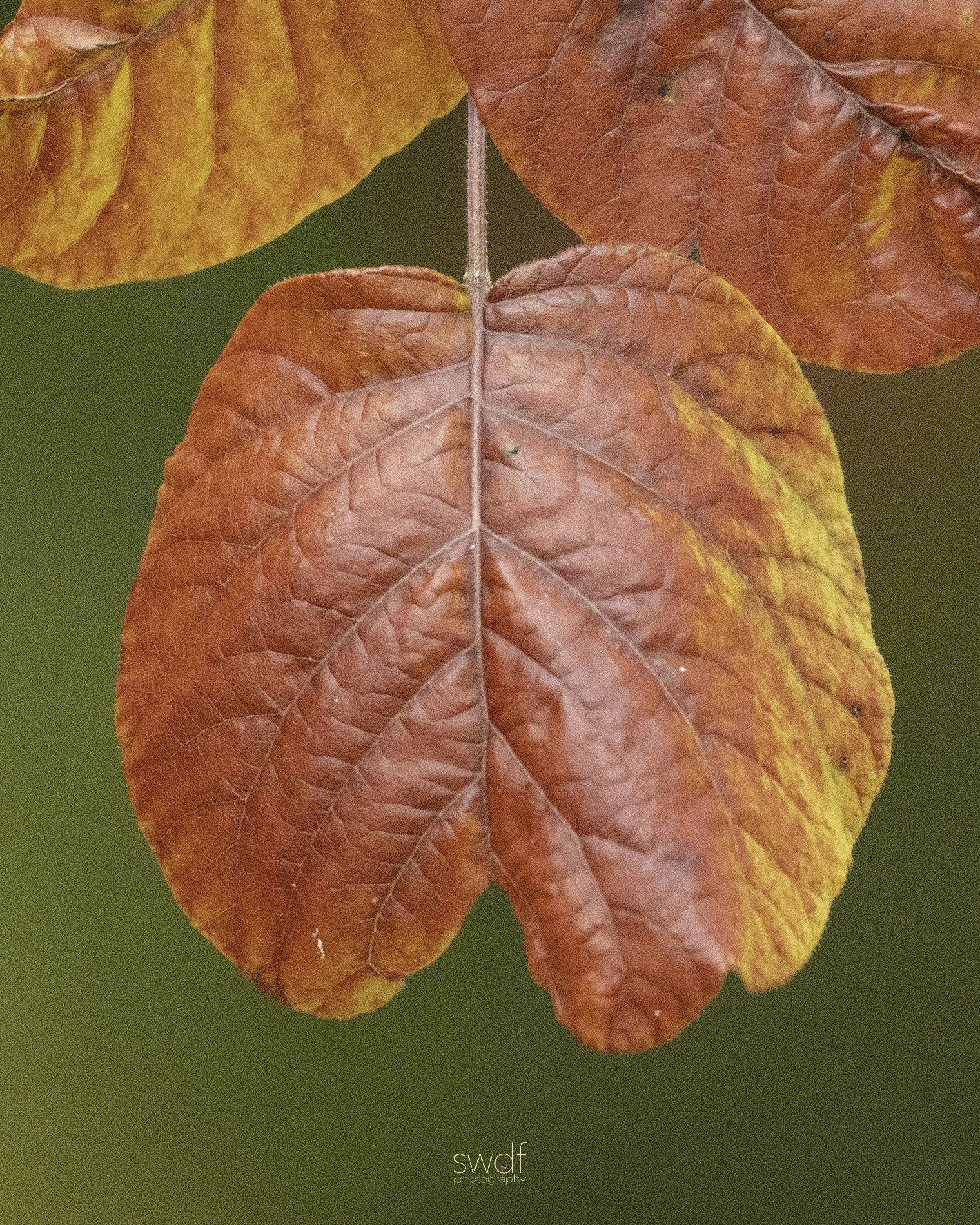 Fall Foliage 8x10 - Huntington Reservation.jpg