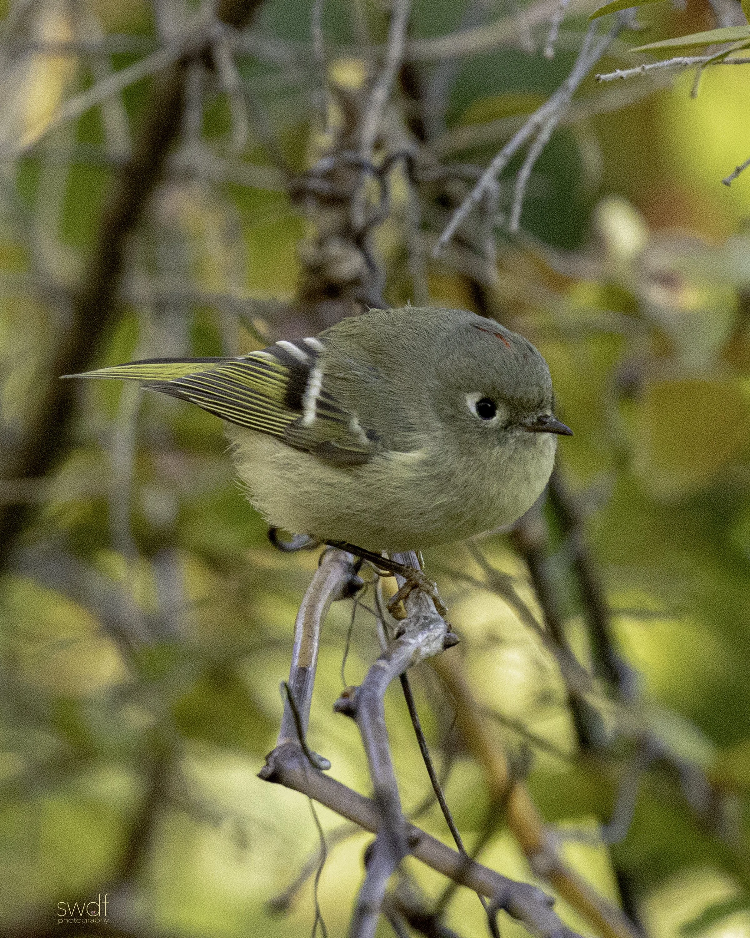 Ruby-Crowned Kinglet - CLNP.jpg