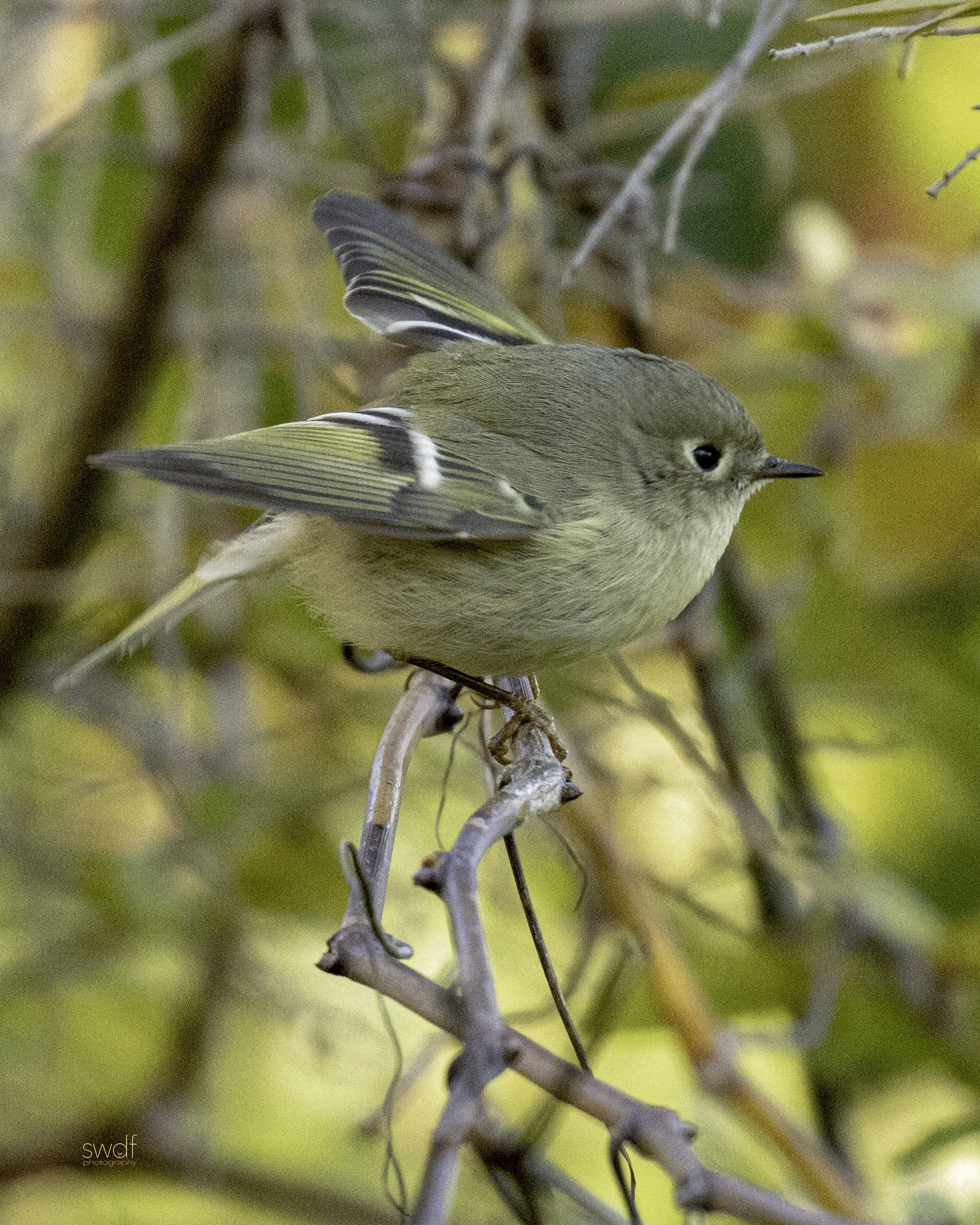 Ruby-Crowned Kinglet2 - CLNP.jpg