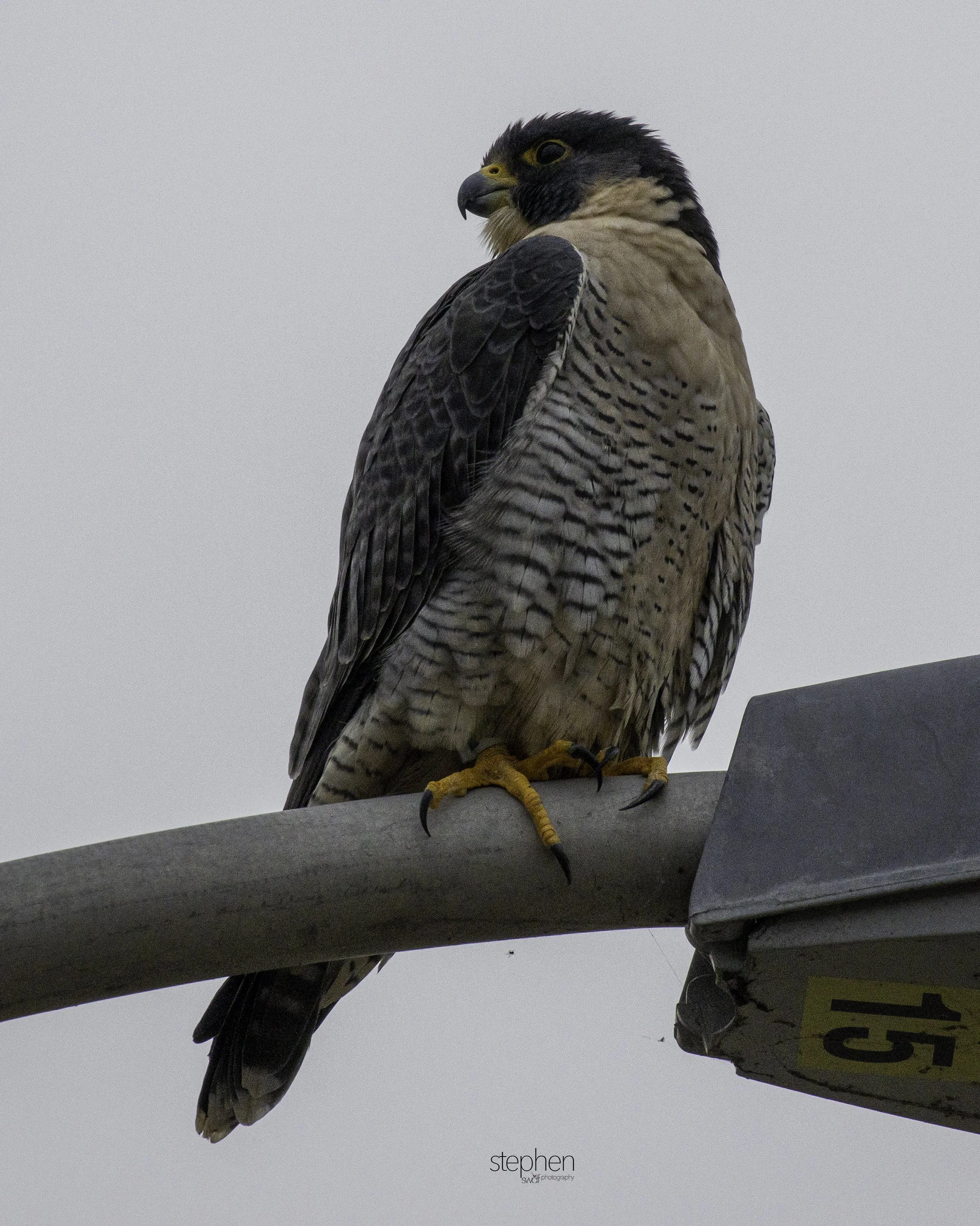 Peregrine Falcon3.jpg