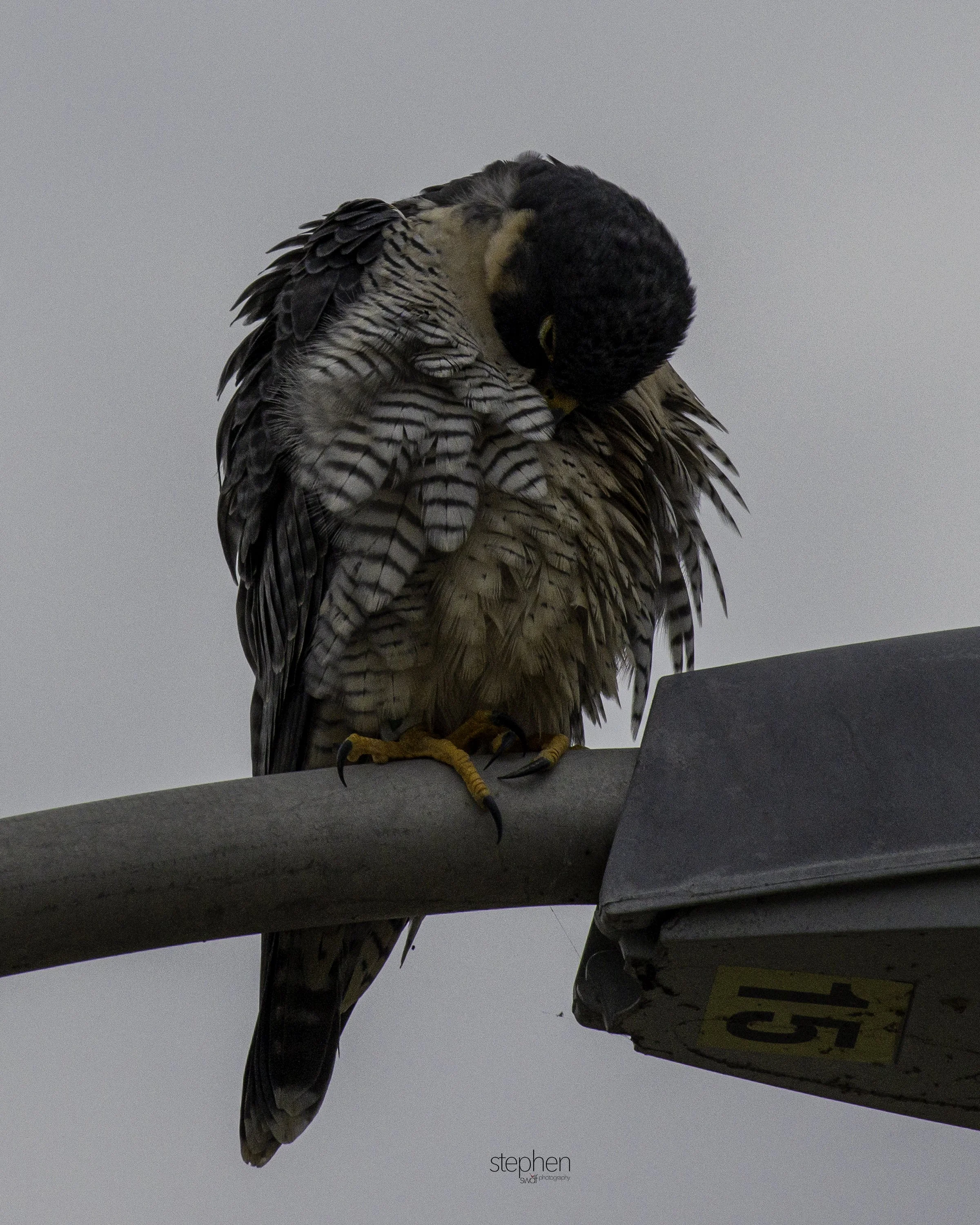 Peregrine Falcon21.jpg