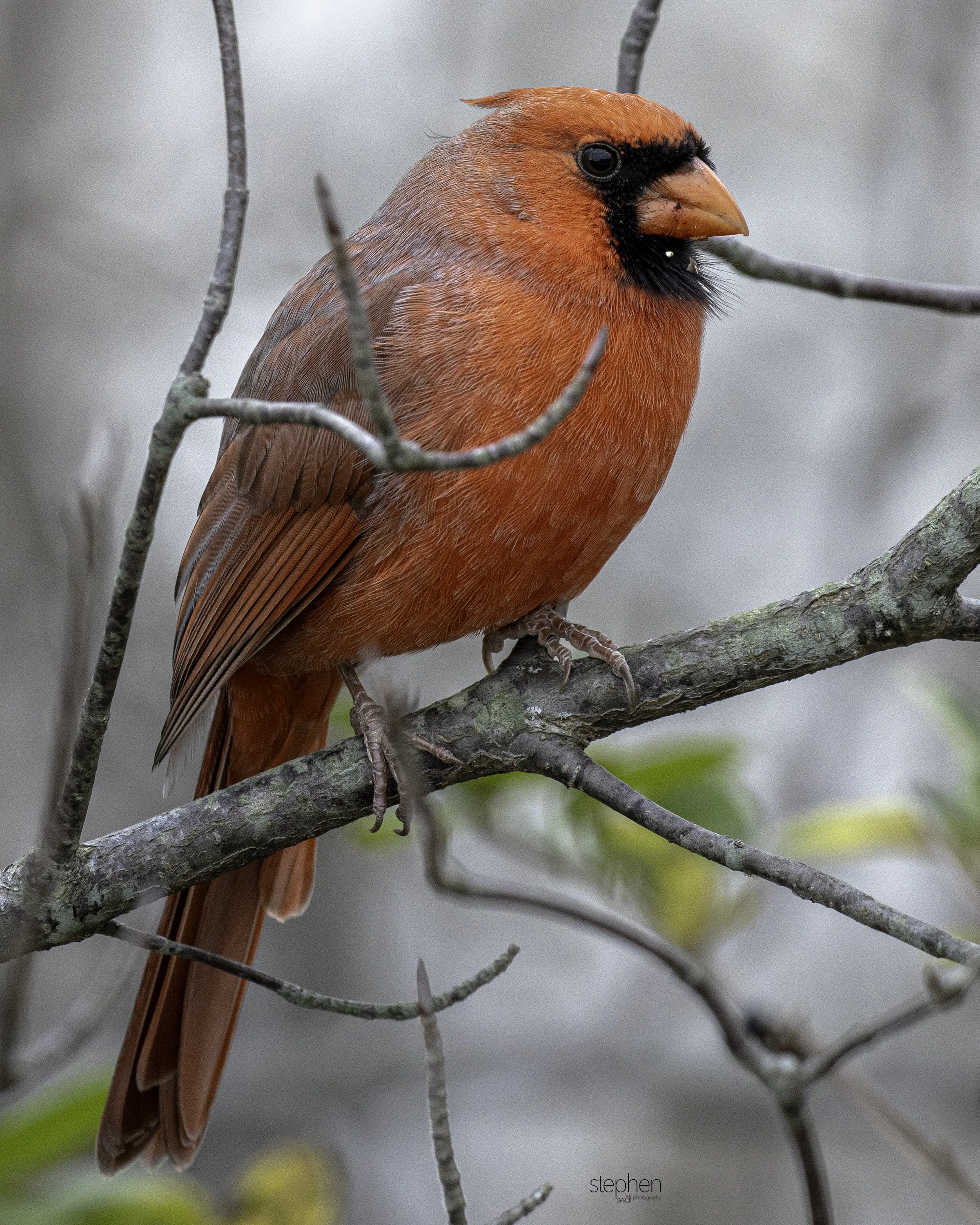 Benjamin Cardinal3 8x10 - Sheldon Marsh.jpg