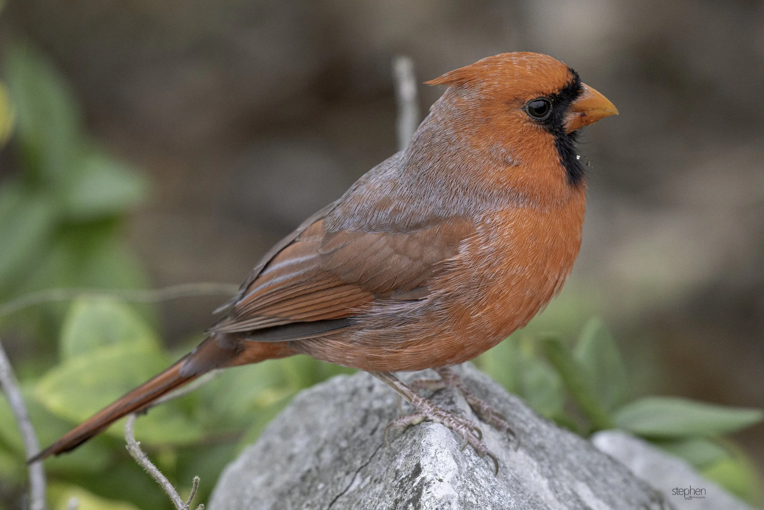 Benjamin Cardinal3 - Sheldon Marsh.jpg