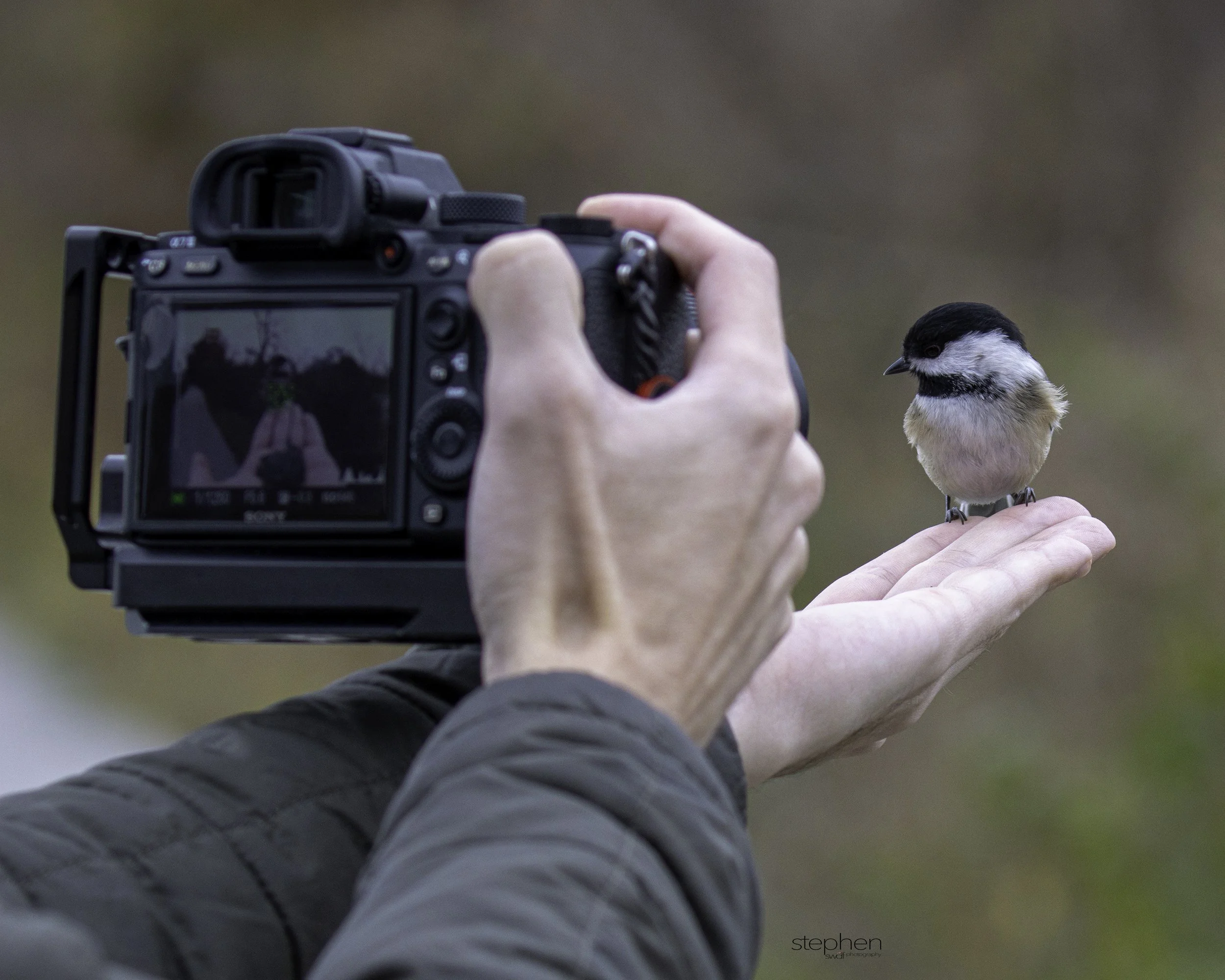 Chickadee and Sam - Sheldon Marsh.jpg