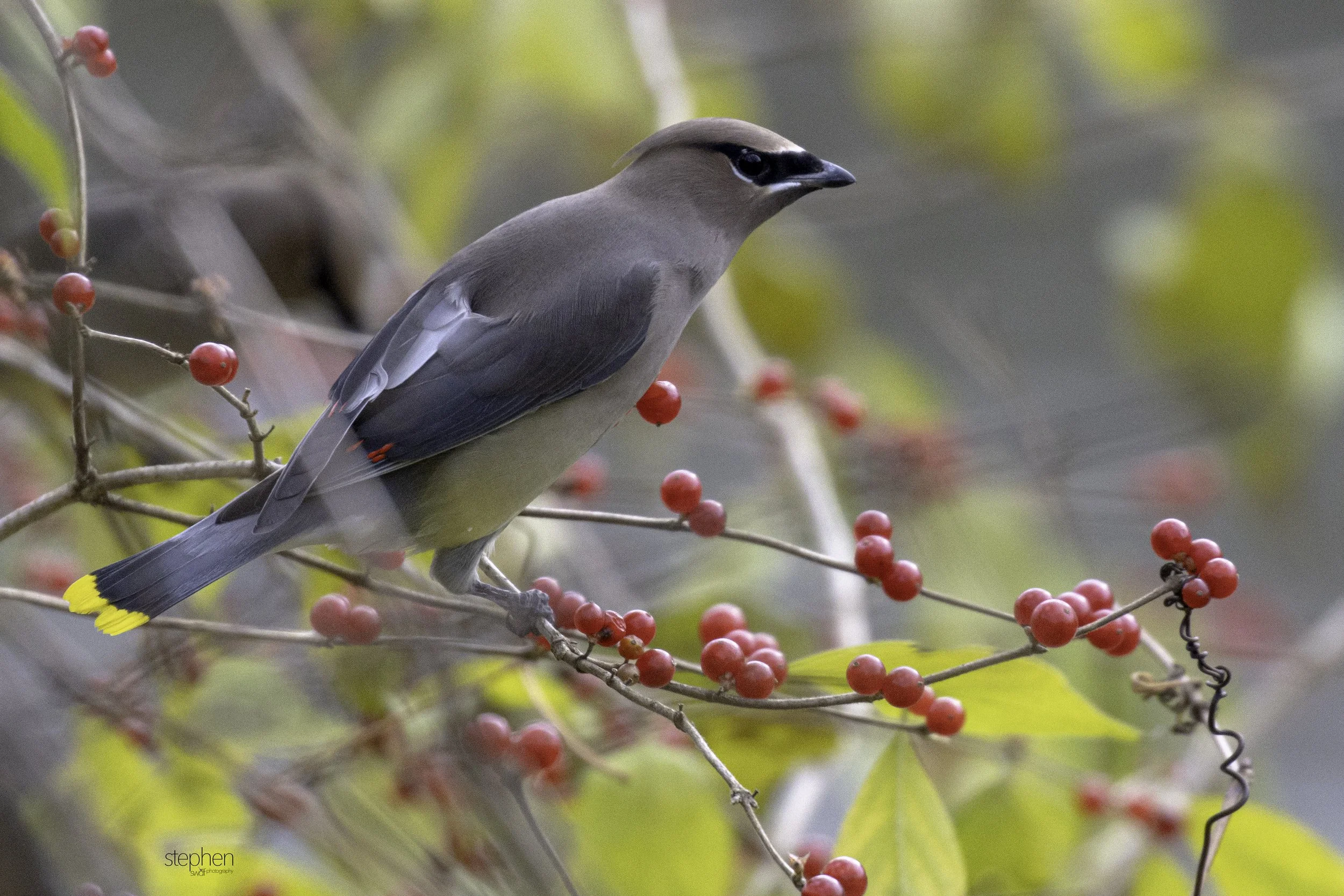 Cedar Waxwing3 - CVNP.jpg