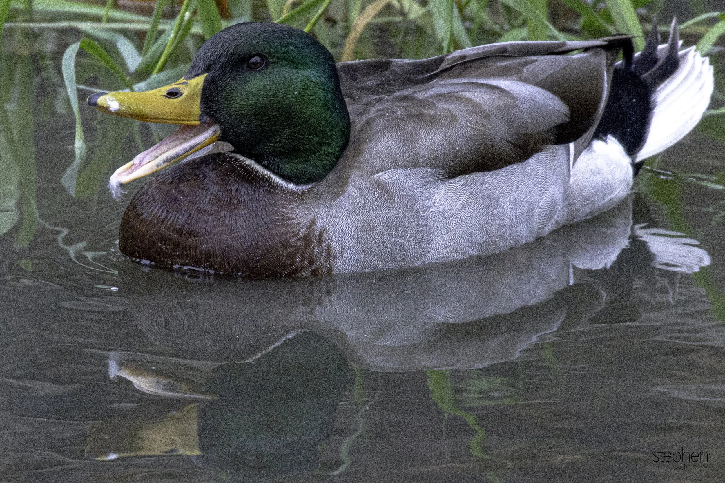 Mallard3 - CVNP.jpg