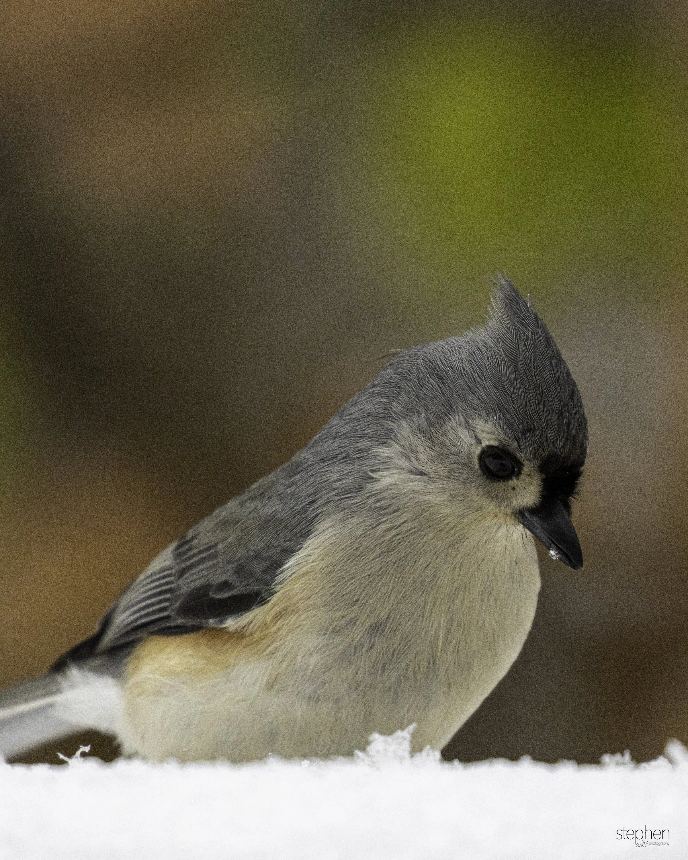 Titmouse 8x10 - Brecksville.jpg