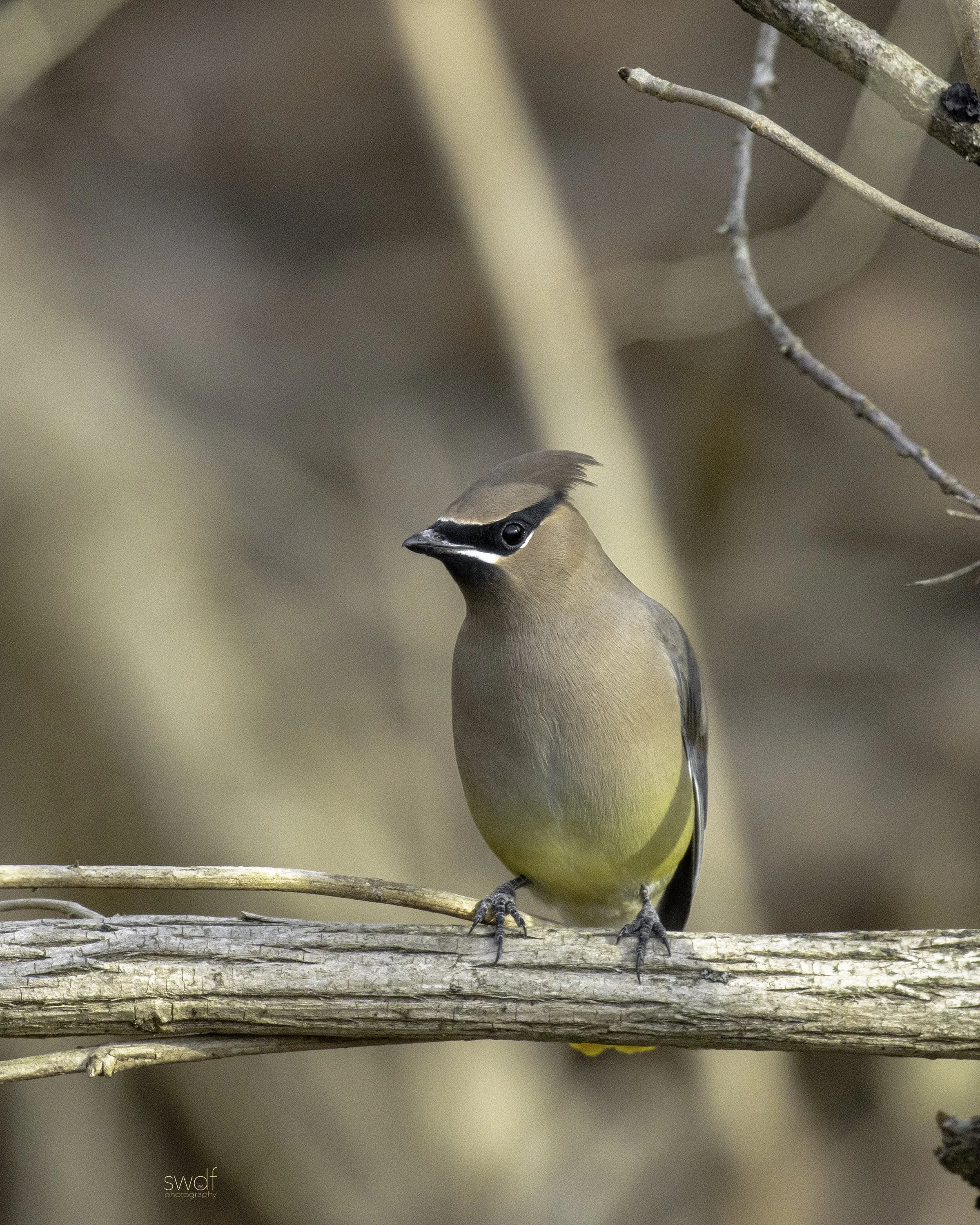 Cedar Waxwing2 - CVNP.jpg