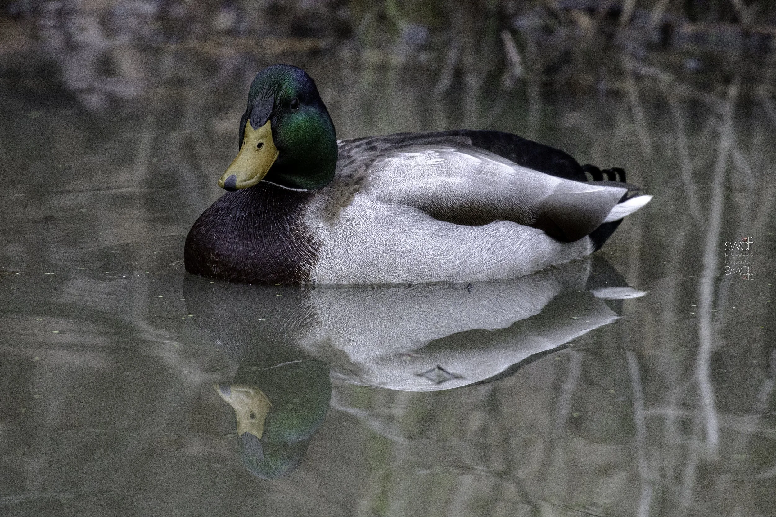 Mallard Duck2 - CVNP.jpg
