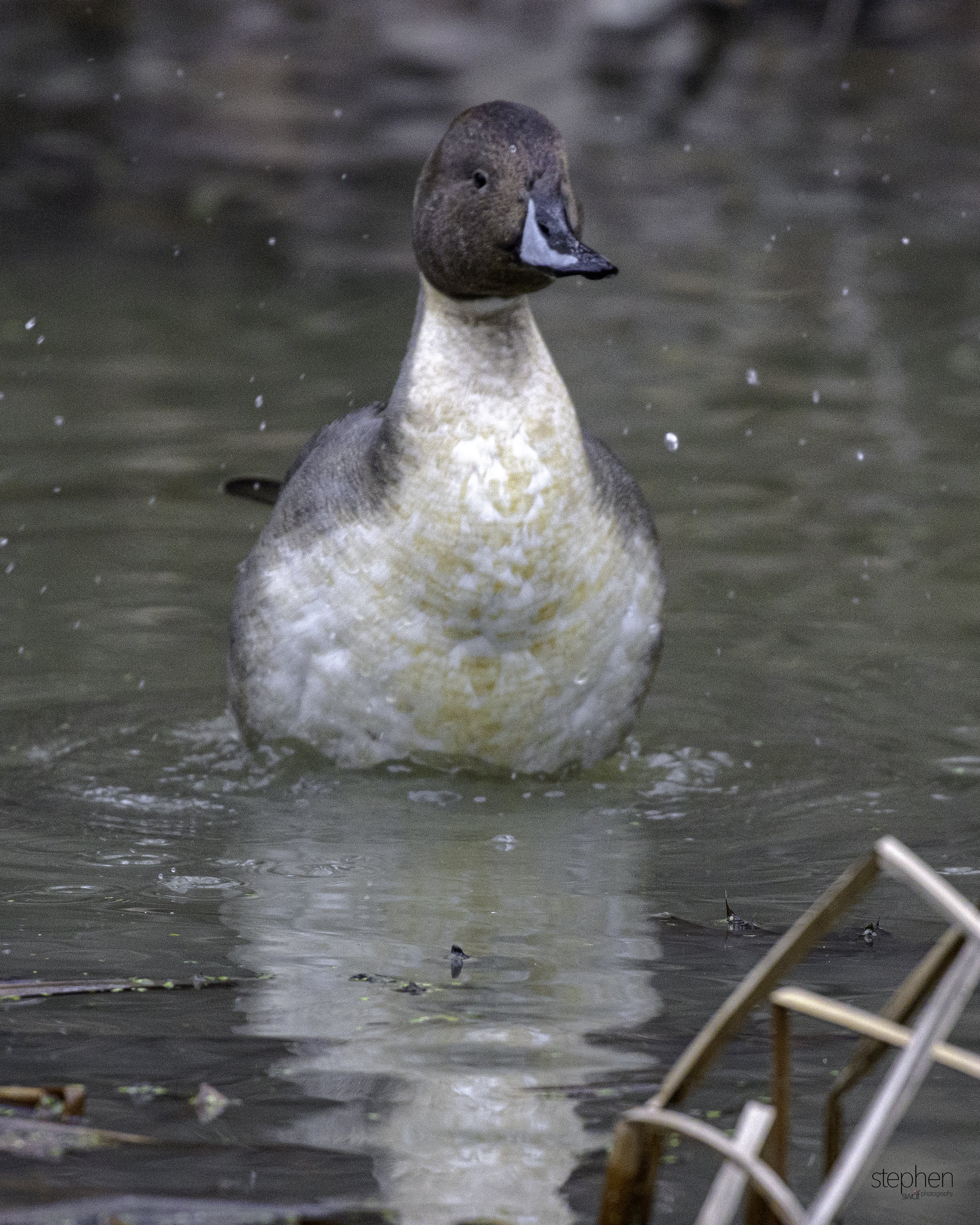 Northern Pintail2 8x10 - CVNP.jpg