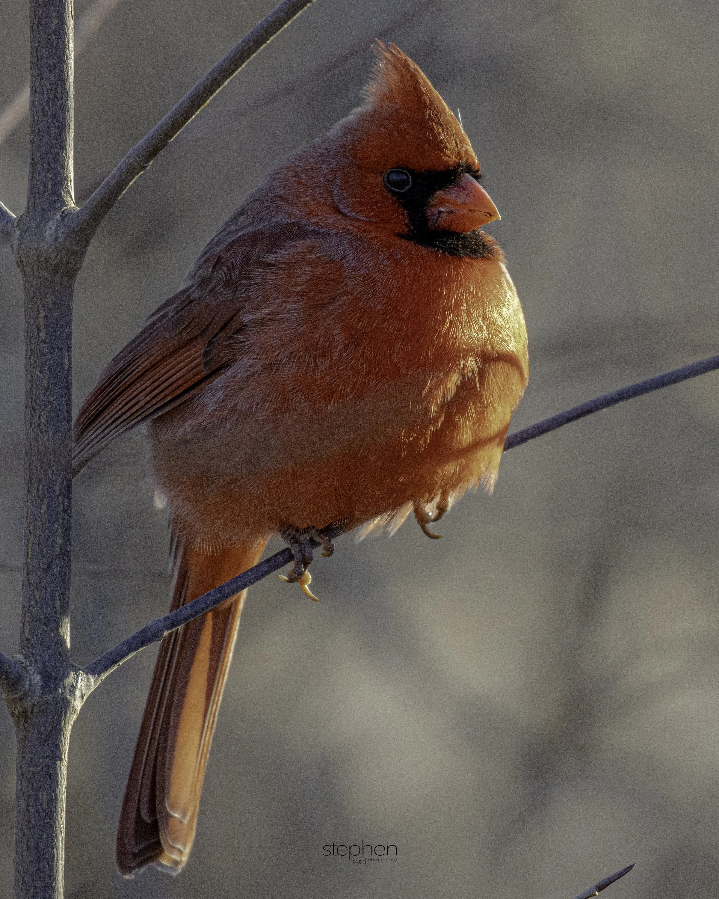 Benjamin Cardinal 8x10 - Sheldon Marsh.jpg