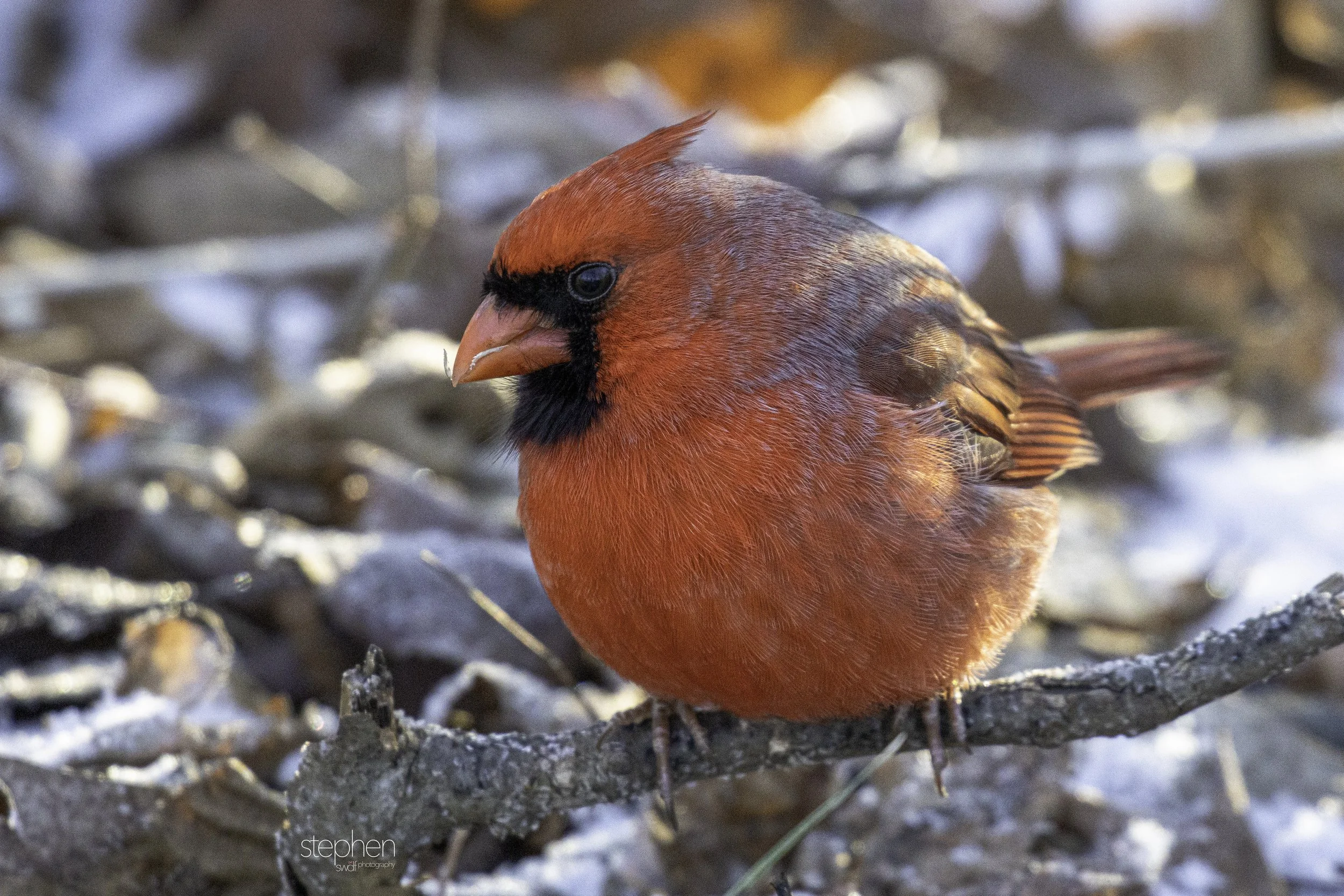Benjamin Cardinal5 - Sheldon Marsh.jpg