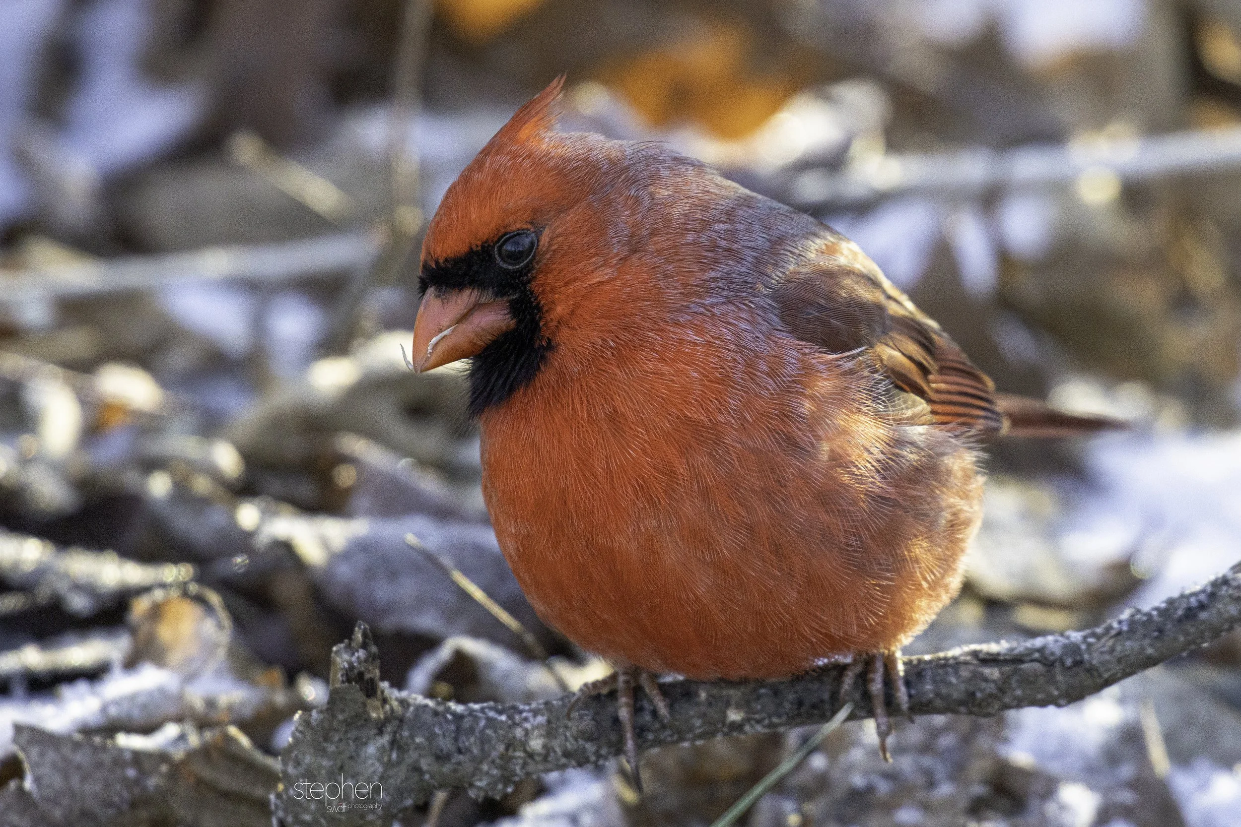Benjamin Cardinal7 - Sheldon Marsh.jpg