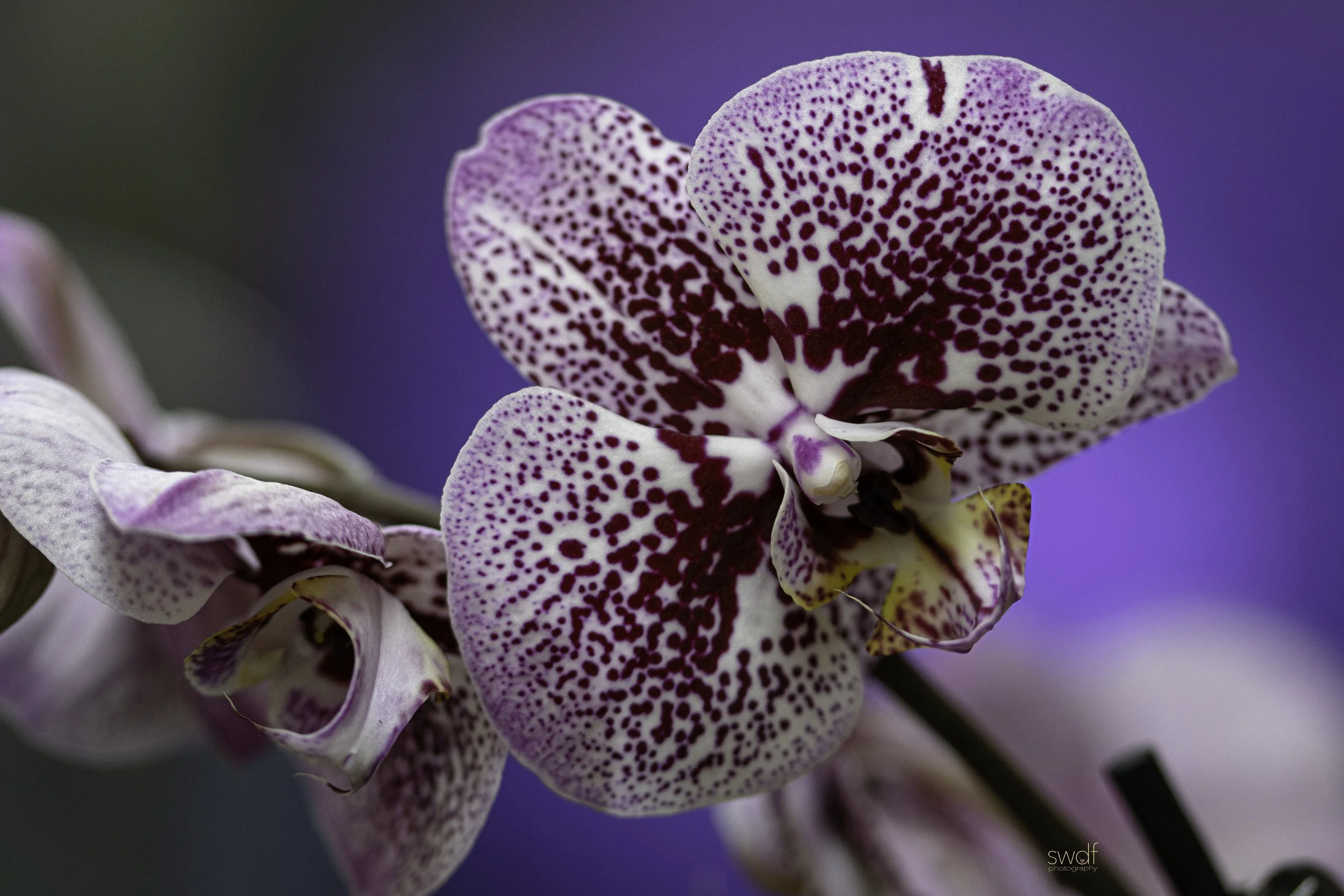 Orchids Forever13 - Cleveland Botanical Garden.jpg