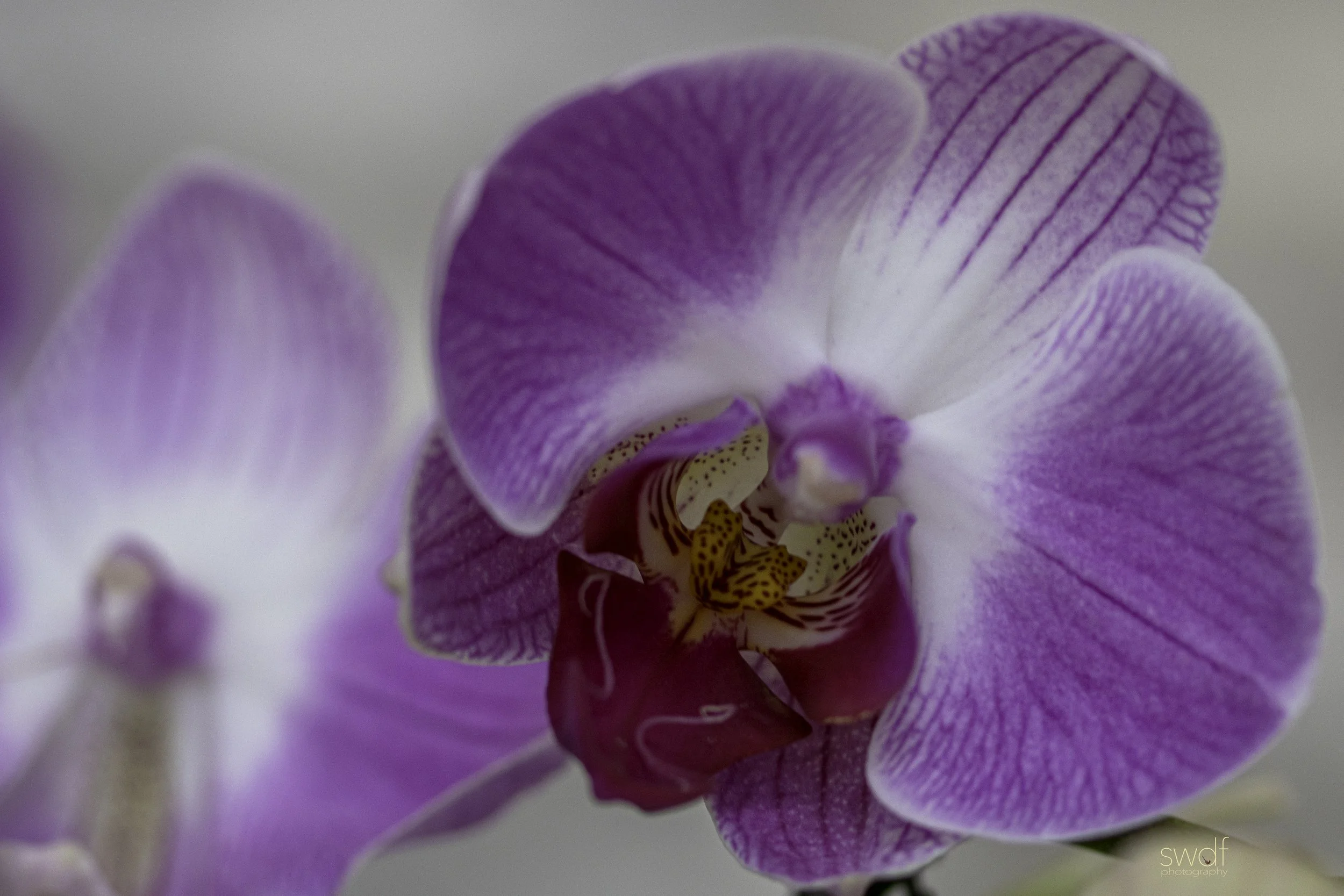 Orchids Forever34 - Cleveland Botanical Garden.jpg