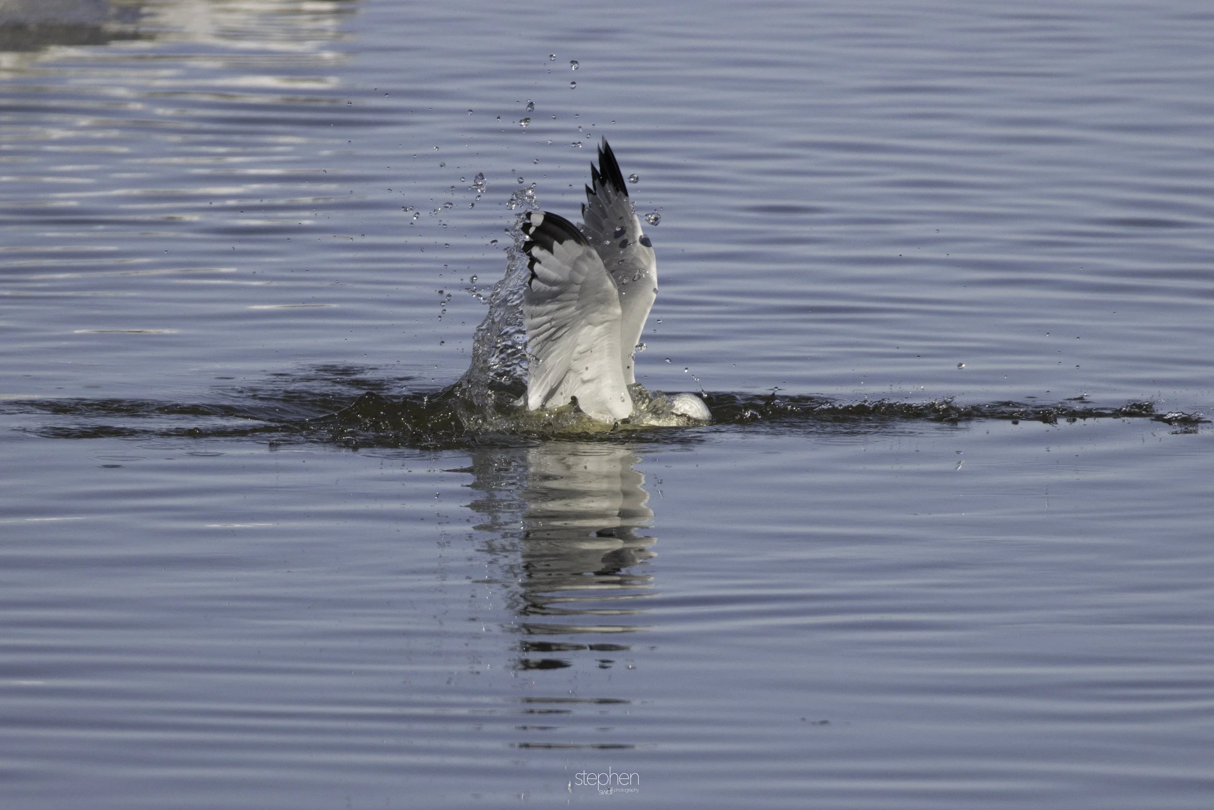 Gulls and Fish4 - Huron.jpg