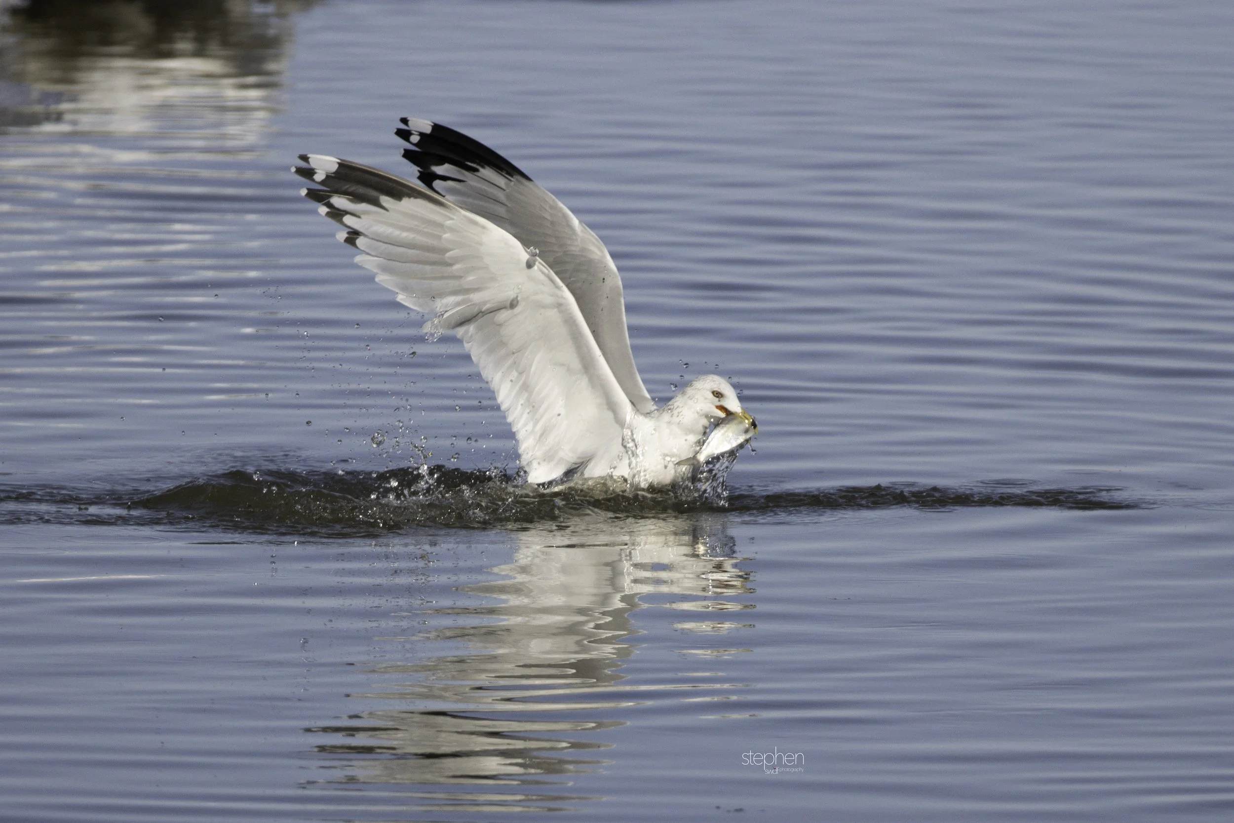 Gulls and Fish6 - Huron.jpg