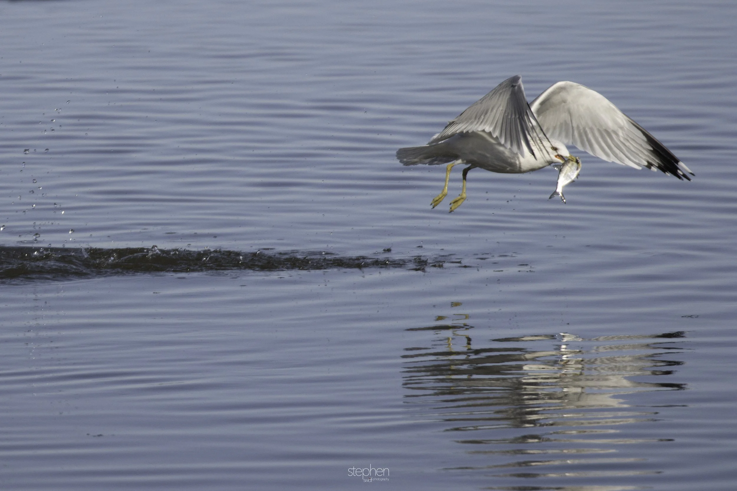 Gulls and Fish10 - Huron.jpg