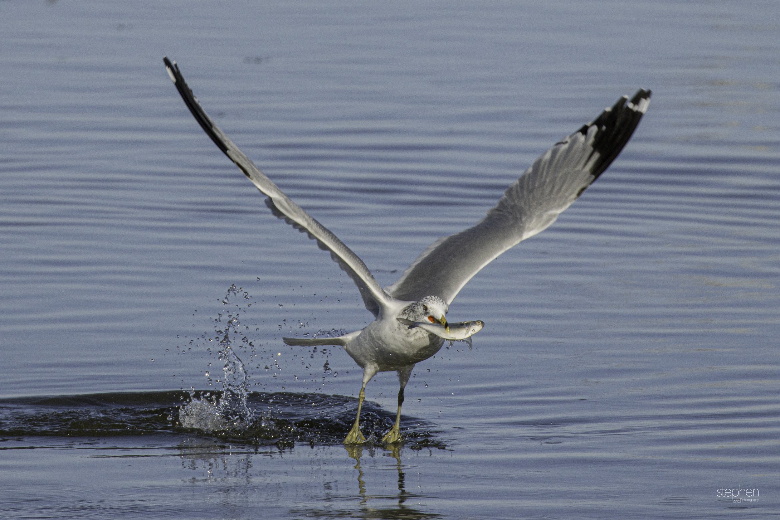 Gulls and Fish14 - Huron.jpg
