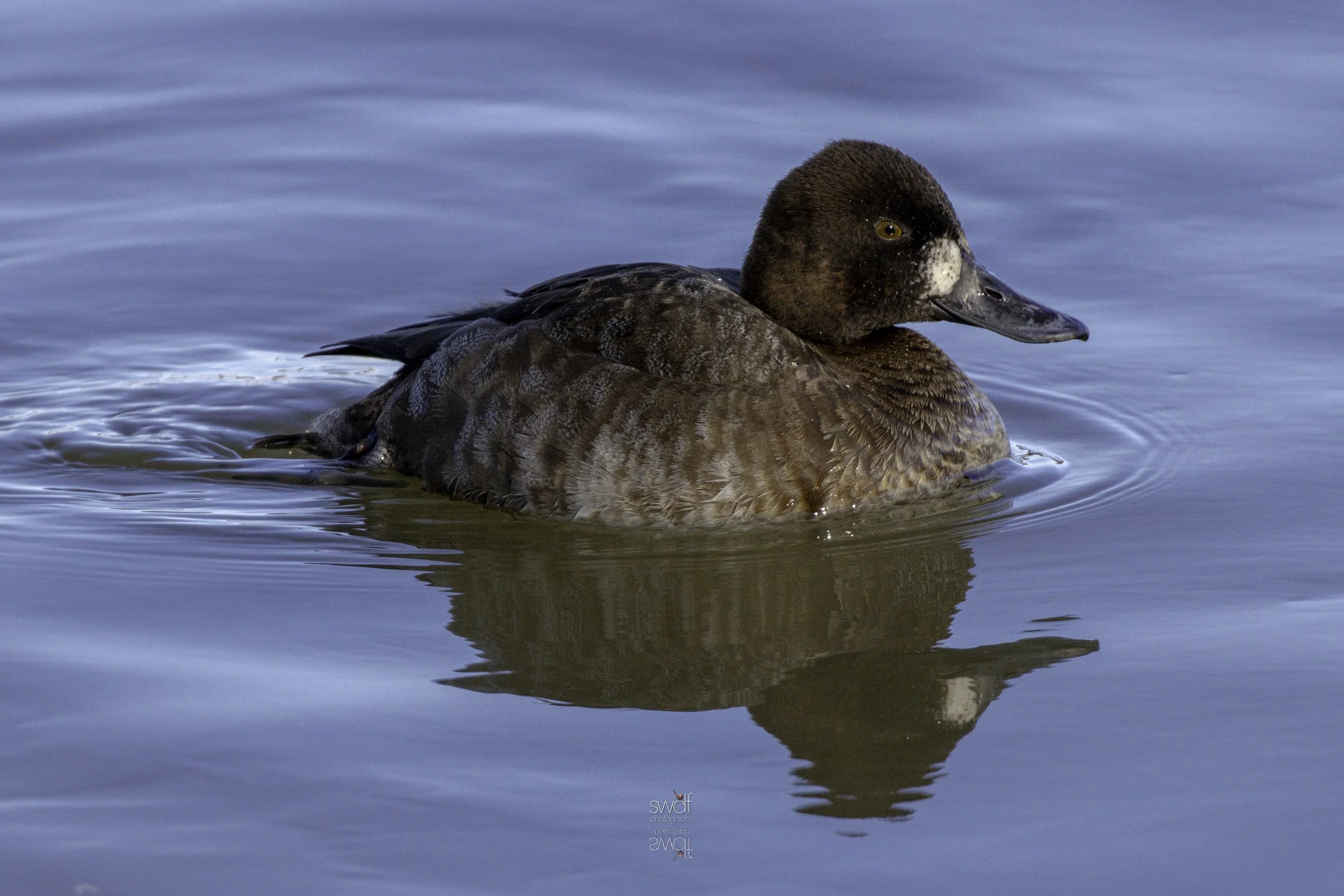 Lesser Scaup - Huron.jpg