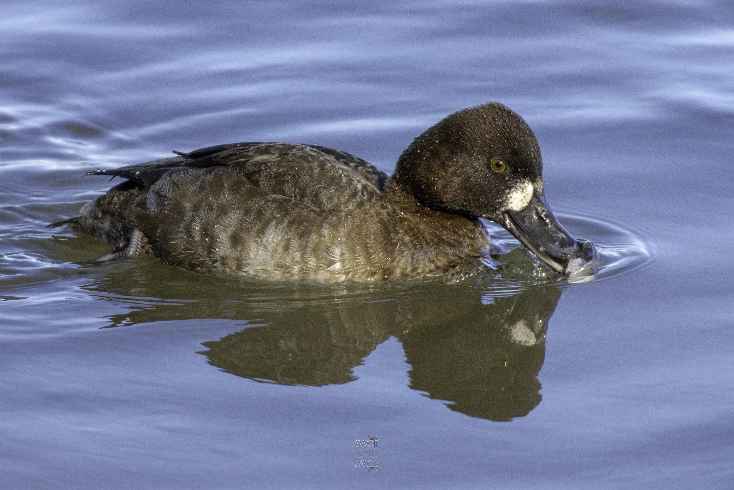 Lesser Scaup6 - Huron.jpg