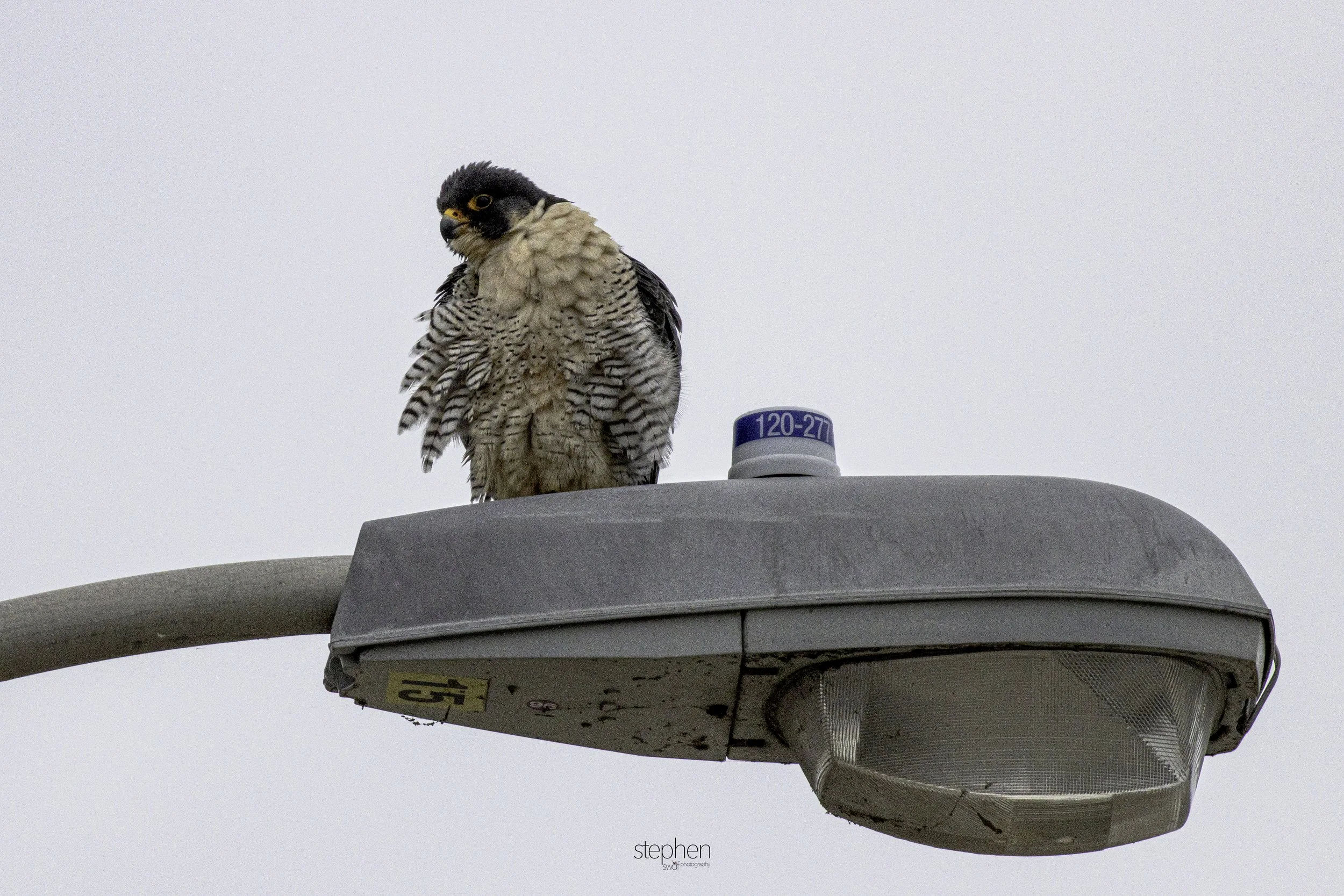 Peregrine Falcon4.jpg