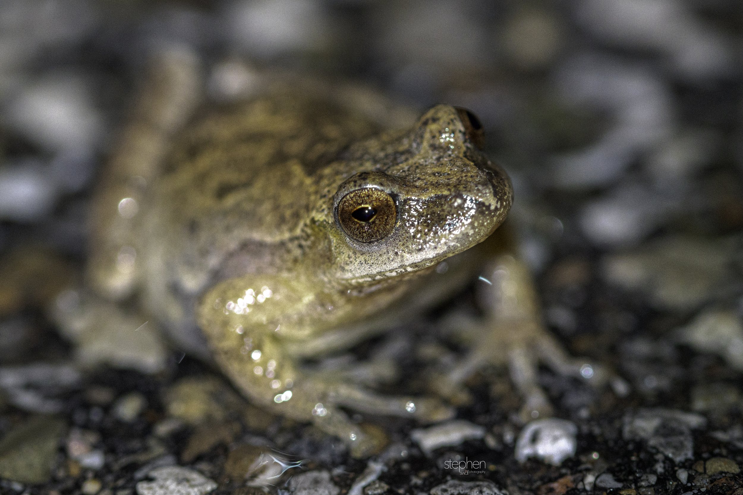 Spring Peeper - Brecksville Reservation.jpg