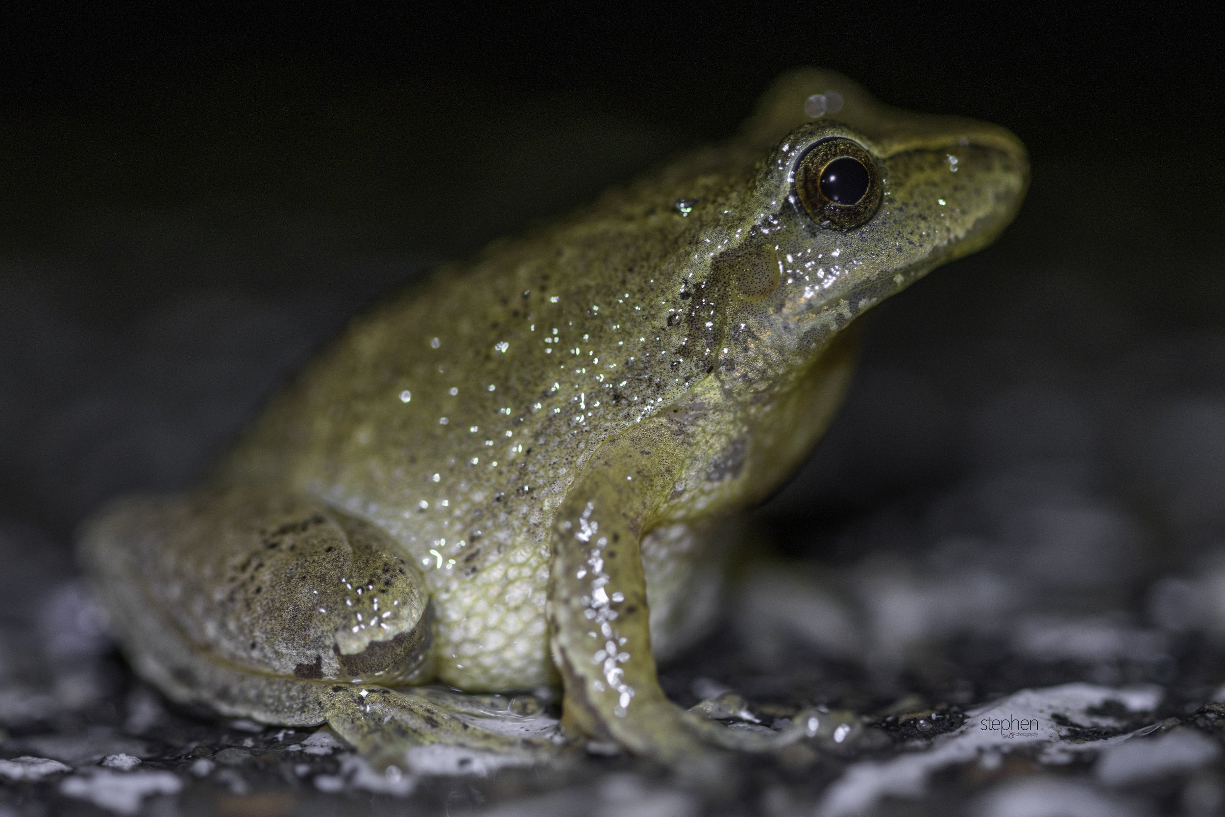 Spring Peeper2 - Brecksville Reservation.jpg