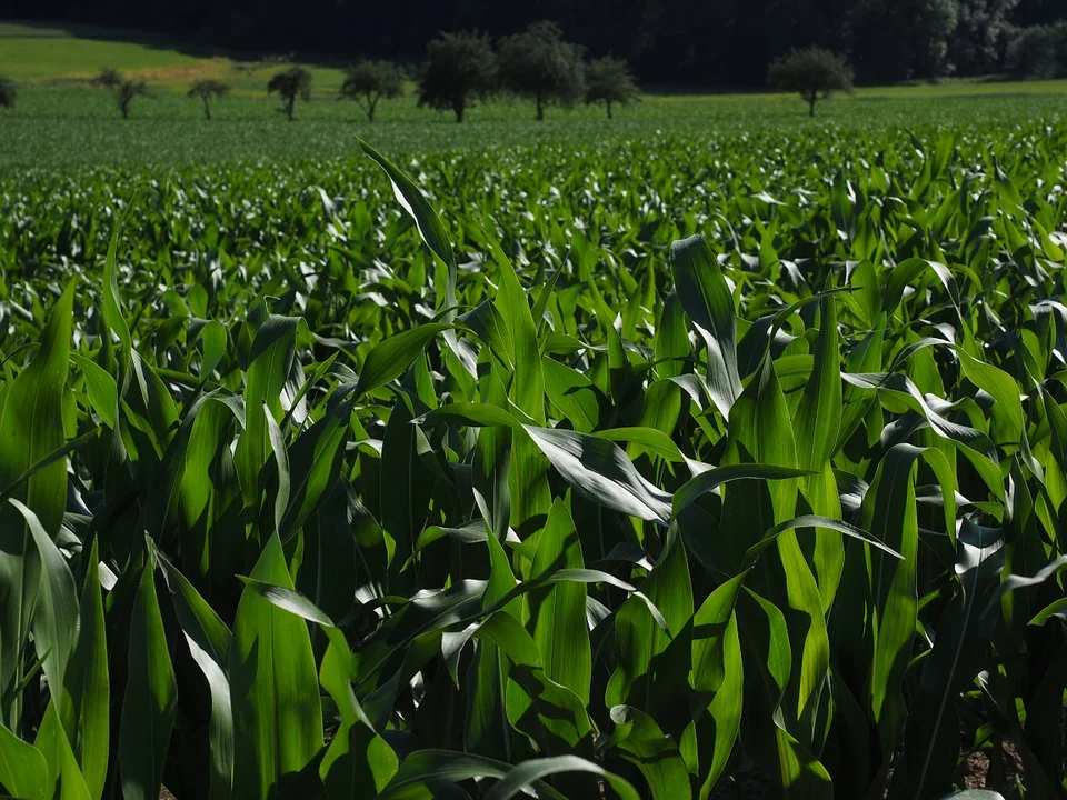 cornfield.jpg
