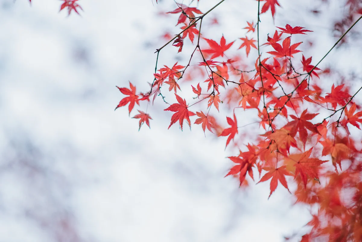 prewedding_Tokyo_Japan-43.jpg