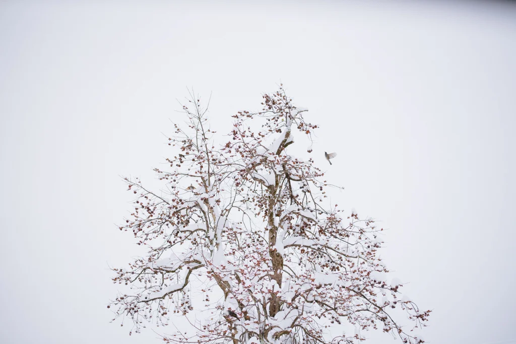 shirakawago_prewedding_japan_blog-9.jpg