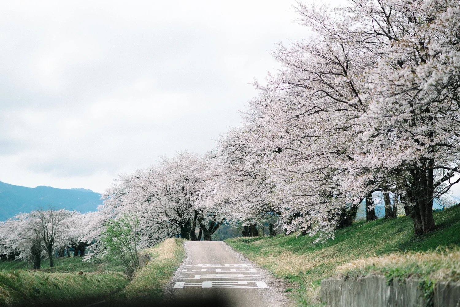 cherry_blossom_prewedding-3.jpg