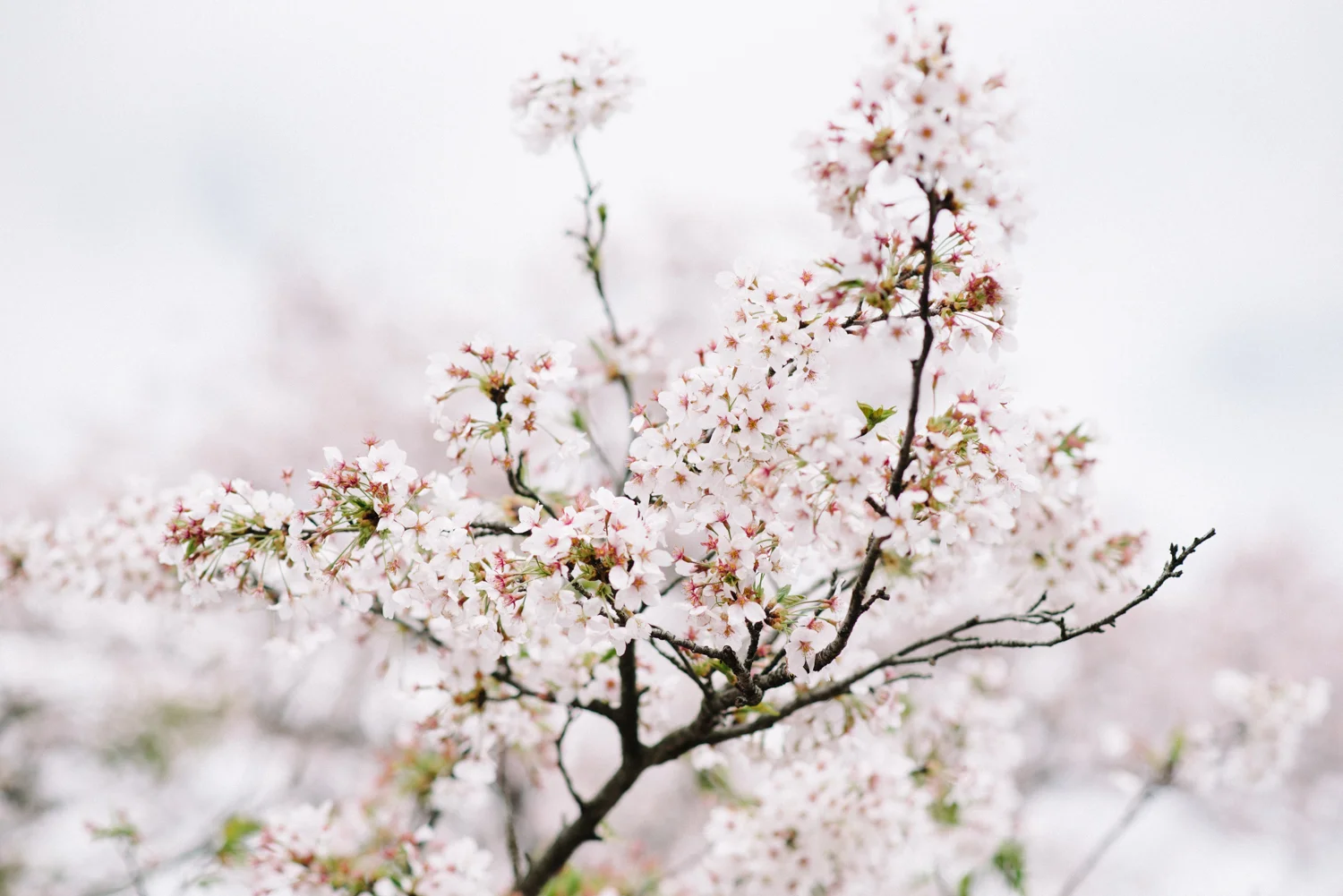 cherry_blossom_prewedding-1.jpg
