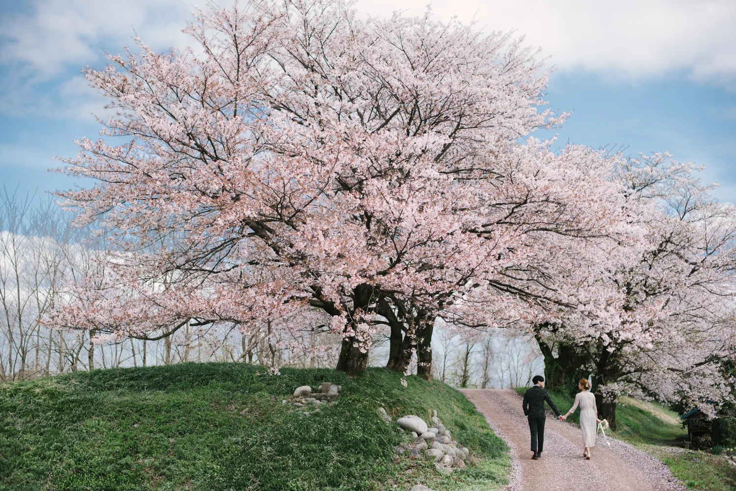 cherry_blossom_prewedding-28.jpg
