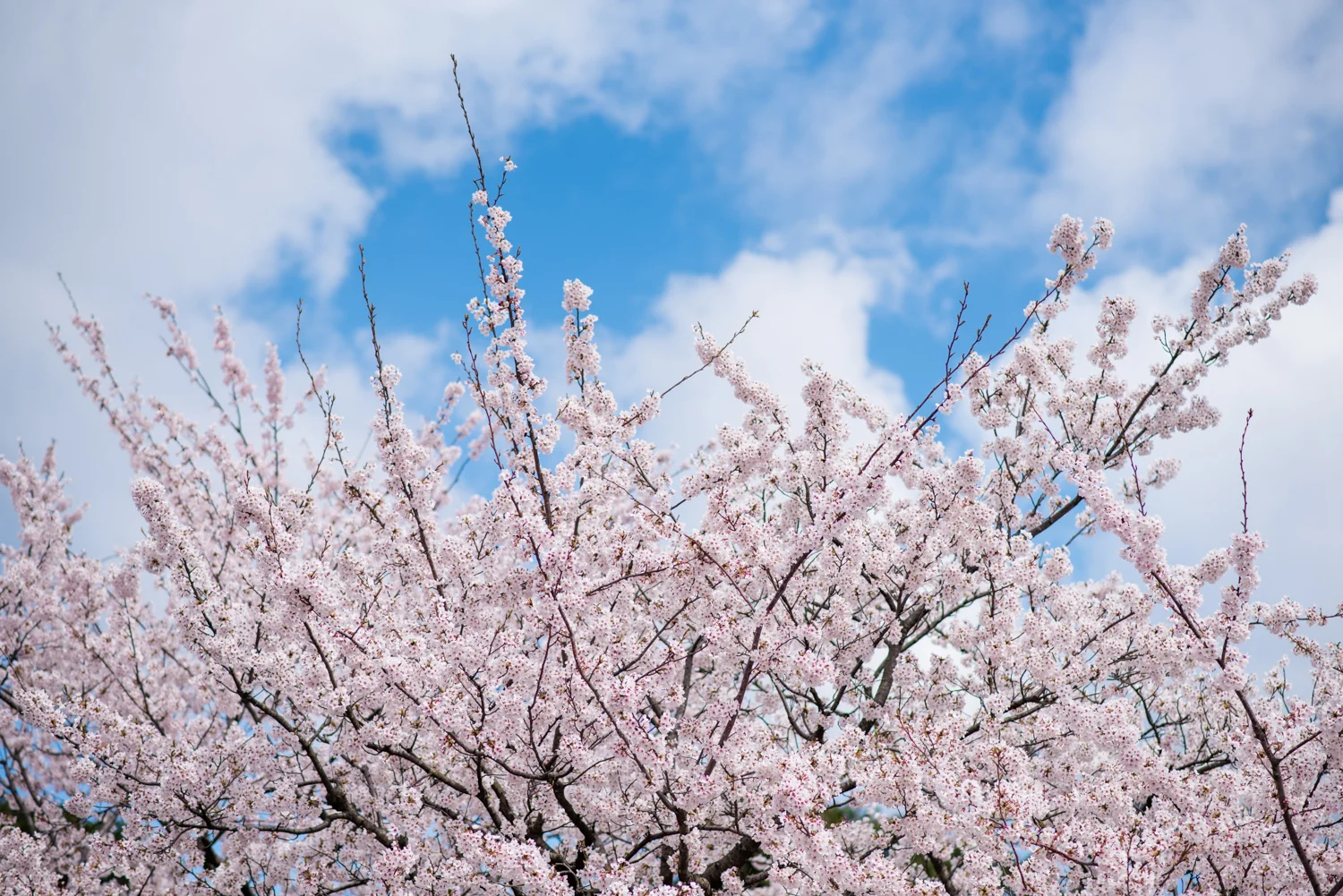 Kanazawa_japan_prewedding-6.jpg