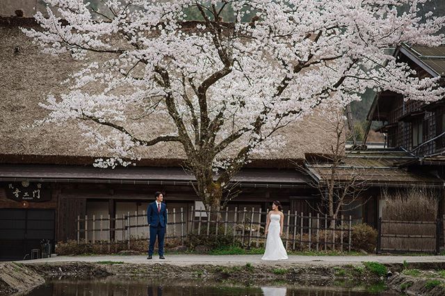 In rustic countryside Japan
.
.
.
.
#preweddingphoto #japanprewedding #japanprewedding #japan #sakura #cherryblossom #kaiphotographyjapan