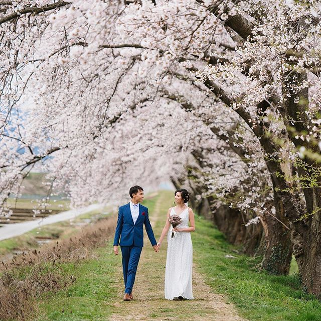 Bookings for next spring have started coming in. I&rsquo;m only taking limited assignments each month, so please book early to secure a date. :) .
.
.
.
#preweddingjapan #japanprewedding #japan #sakura #cherryblossom #kaiphotographyjapan #japanweddin