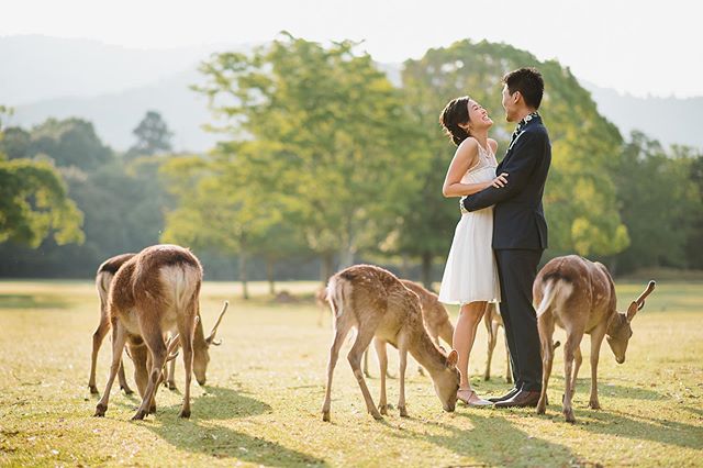 Morning with grazing deers of Nara. 🦌
.
.
.
#preweddingphoto #japanprewedding #japanprewedding #japanengagementphotographer #japanweddingphotographer #kaiphotographyjapan