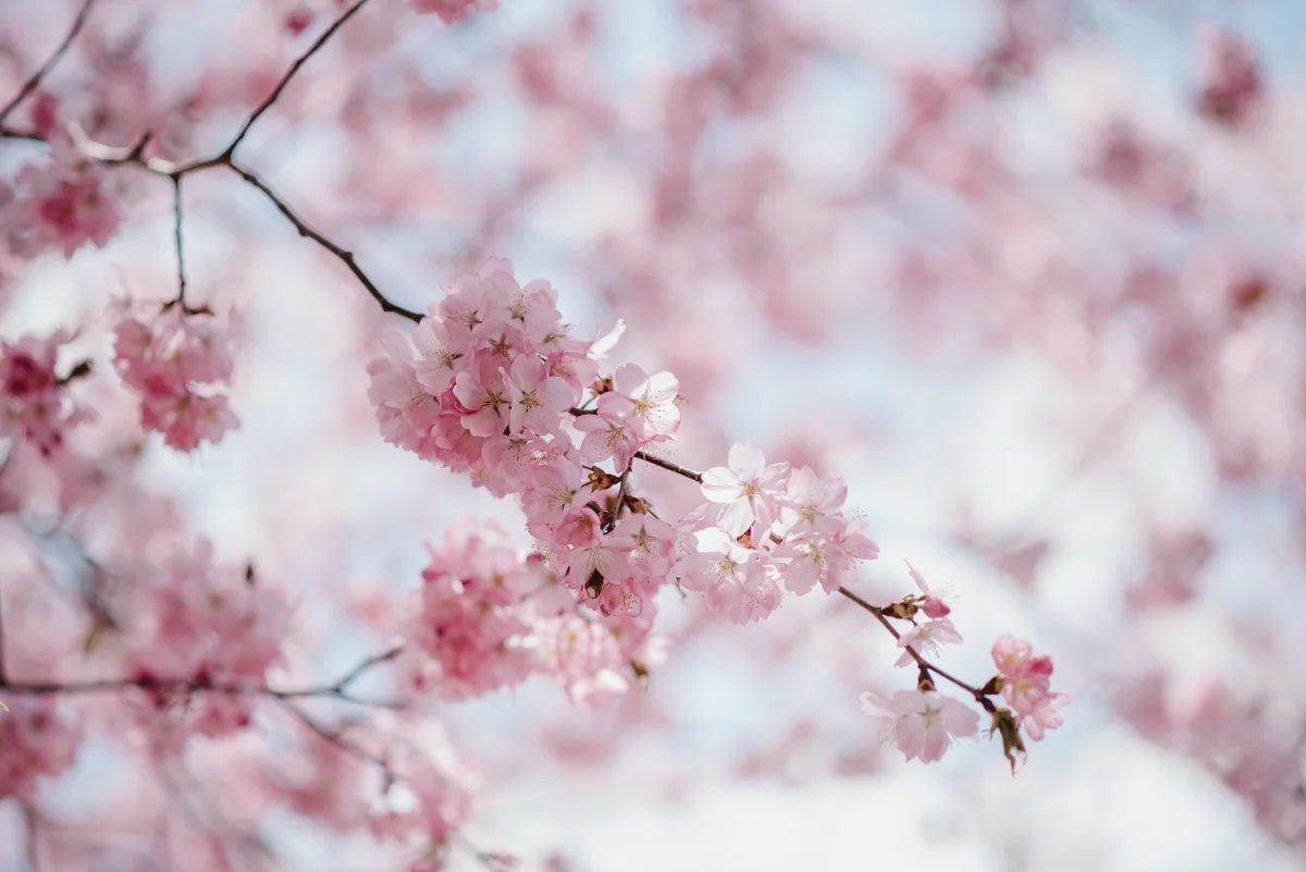 Japan_prewedding_zs-57.jpg