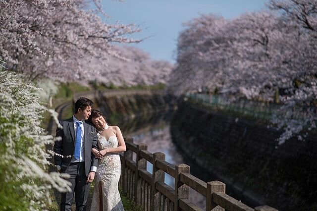 It&rsquo;s a quiet spring this year. But in such strange times, let&rsquo;s embrace time with our loved ones. .
.
.
.
#preweddingjapan #japanprewedding #springprewedding #japanengagementphotographer #japanweddingphotographer
