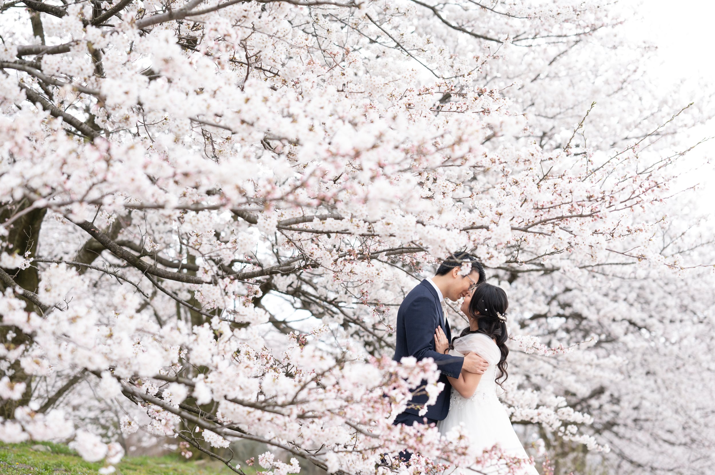 Spring Prewedding in Toyama city