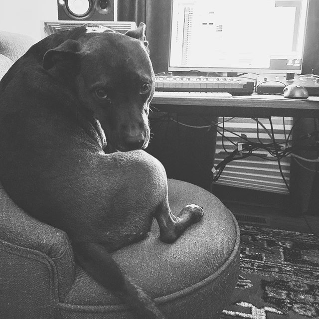 As we continue work on finalizing songs and production for the EP, we decided to hire some additional paws. Everyone, welcome assistant engineer Lyla to the team! #nashvilleelectronicmusic #nashville #studiopup @soundtoys @uaudio @nativeinstruments #